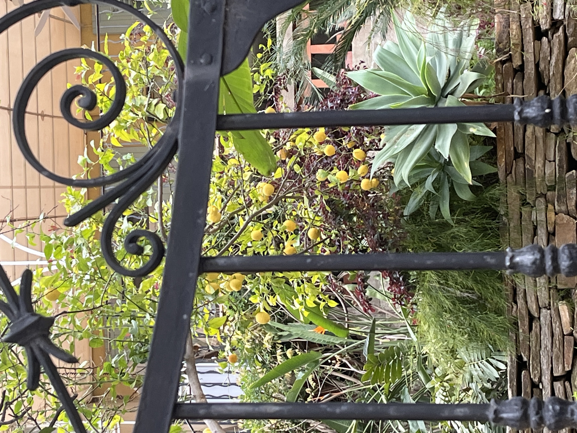 Garden scene with lemon tree observed through decorative gate