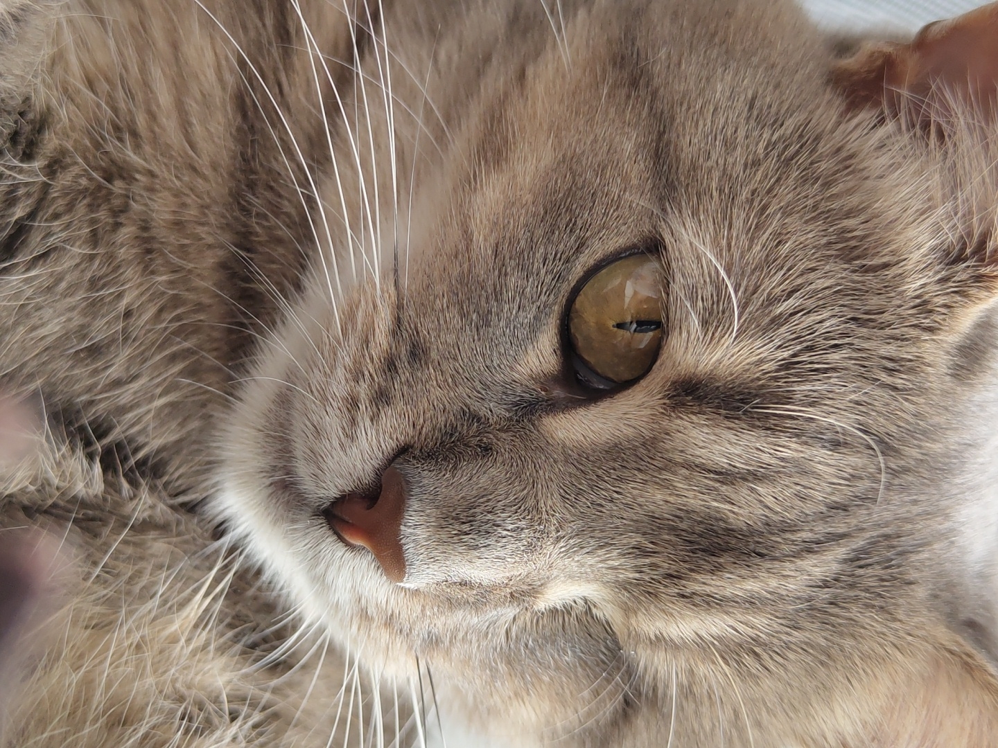 Close-up portraits of a tabby cat from multiple angles
