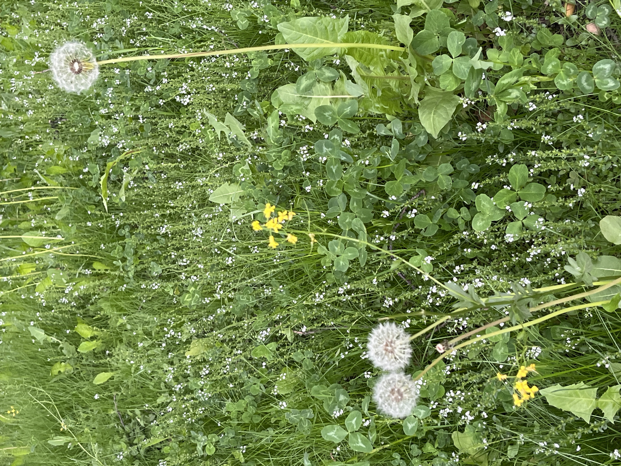 Spring growth documented in Saint Petersburg park vegetation