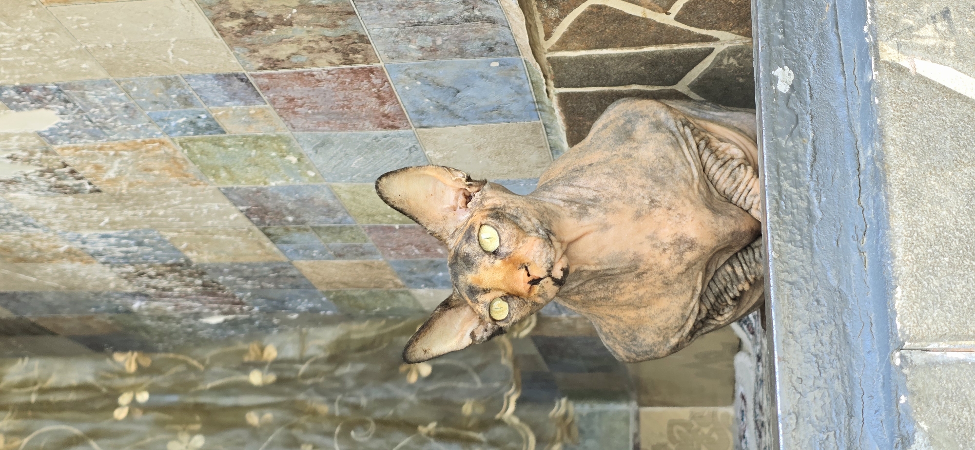 Sphynx cats lounge on ledges in Baku