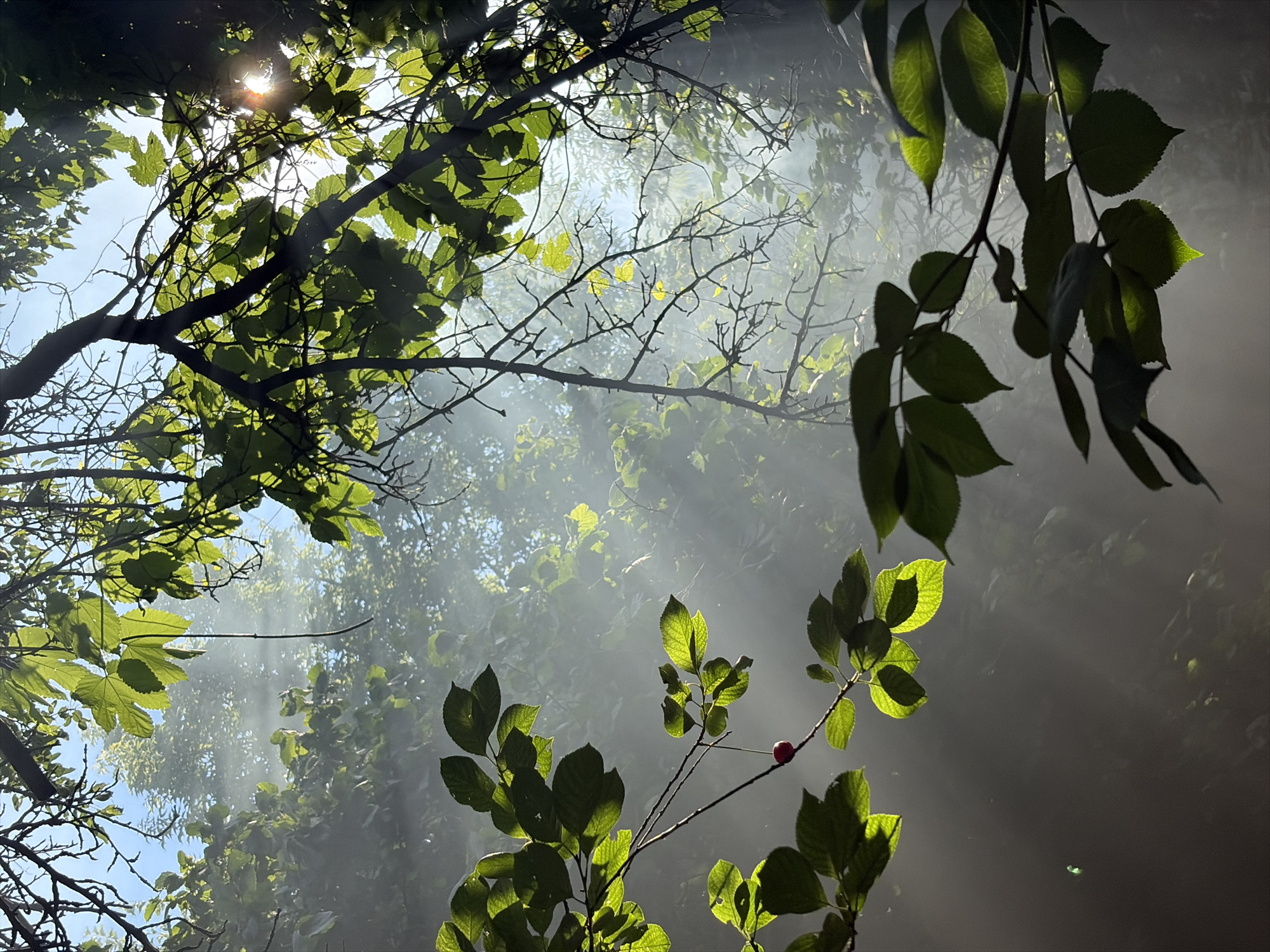 Upward view through a sunlit green tree canopy
