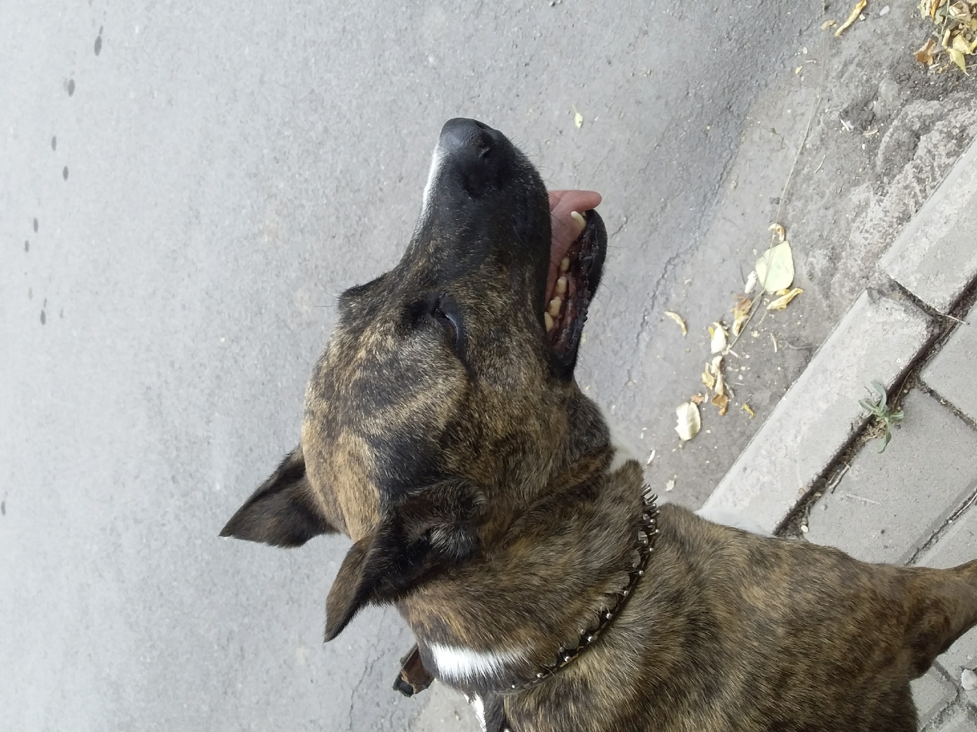 Brindle mastiff-type dog out on a walk in Saran, Kazakhstan