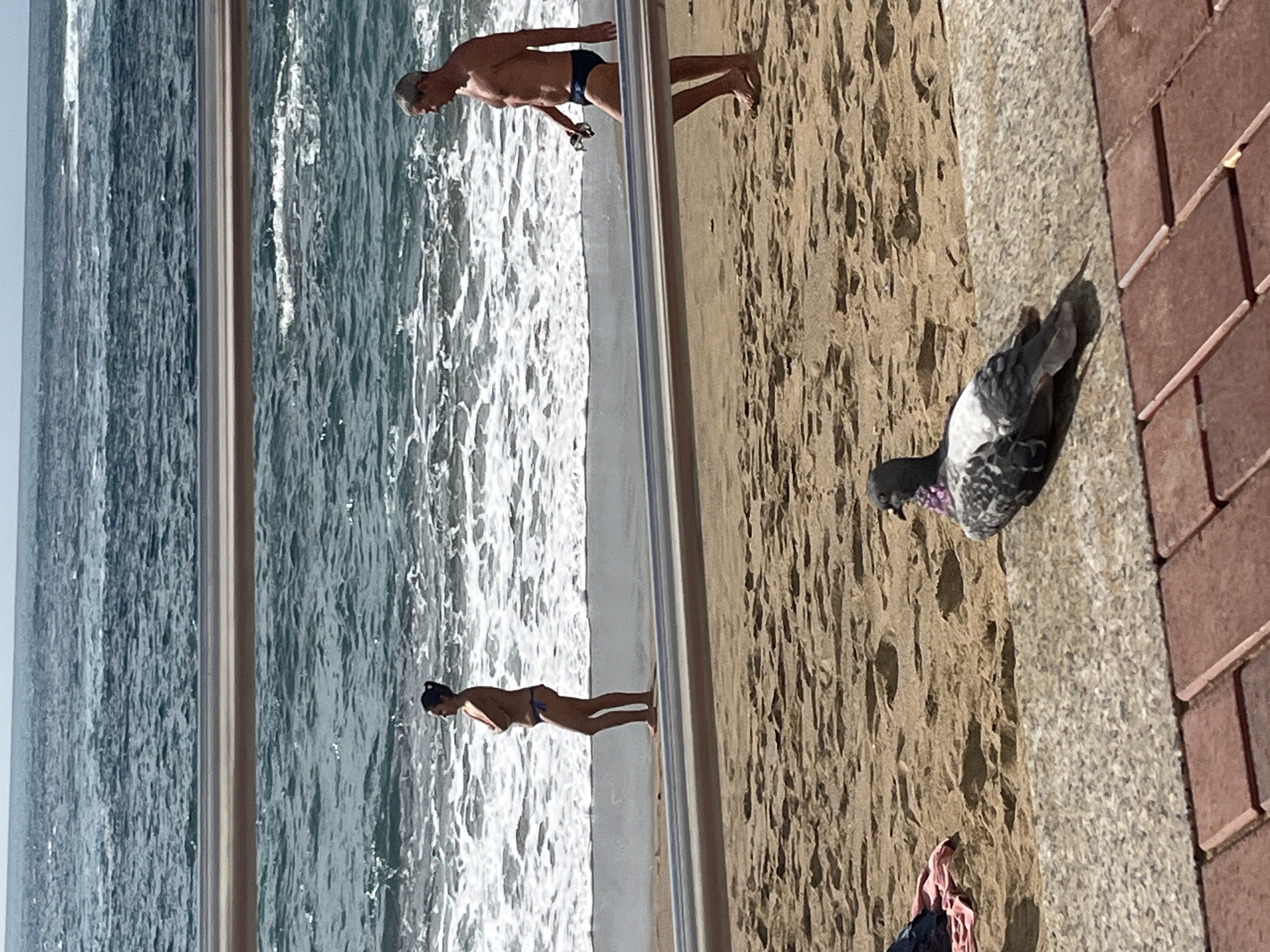 Pigeon rests on Las Palmas beach during sunny afternoon