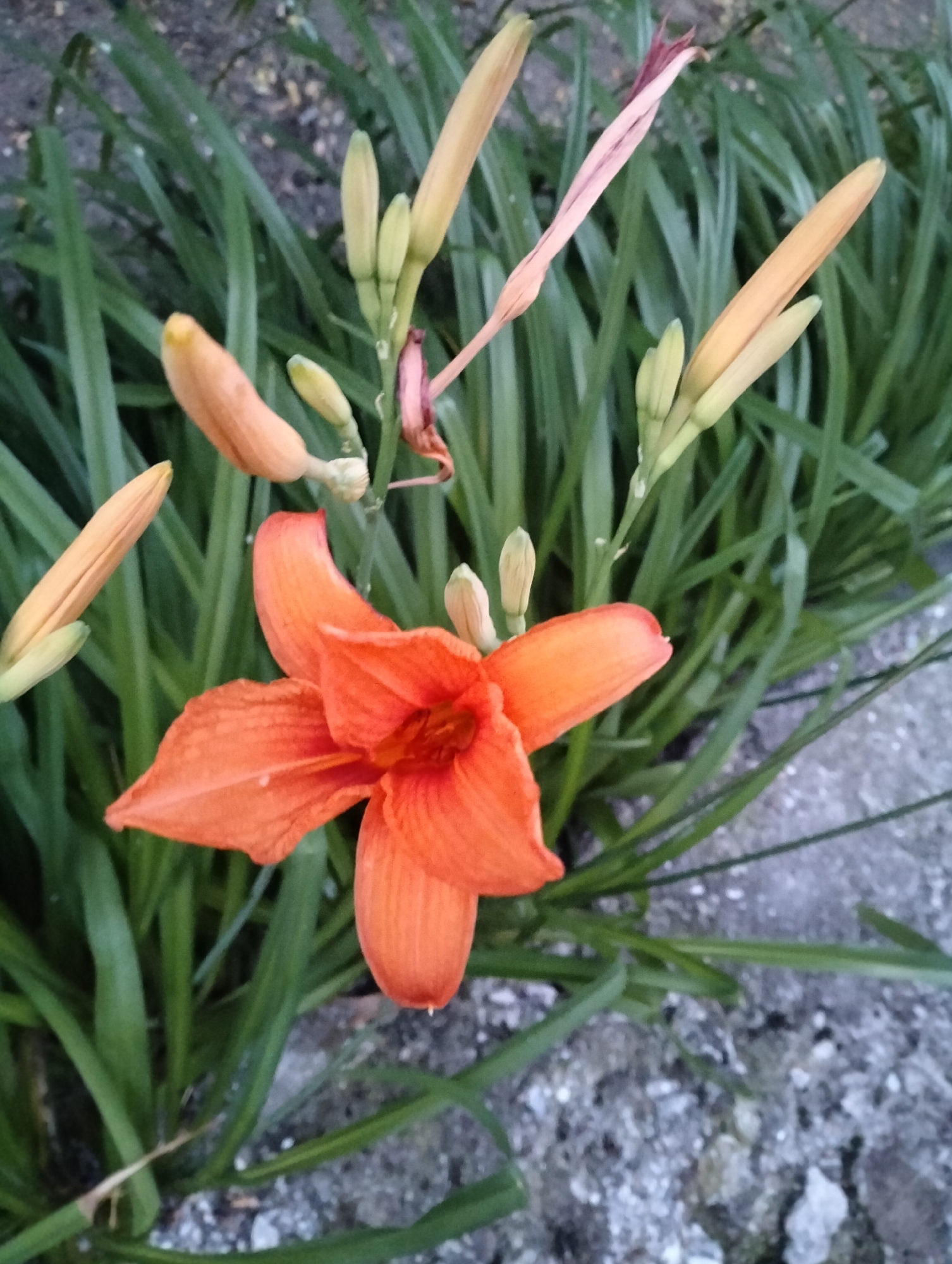 Summer evening in a Kairy garden, flora and village life