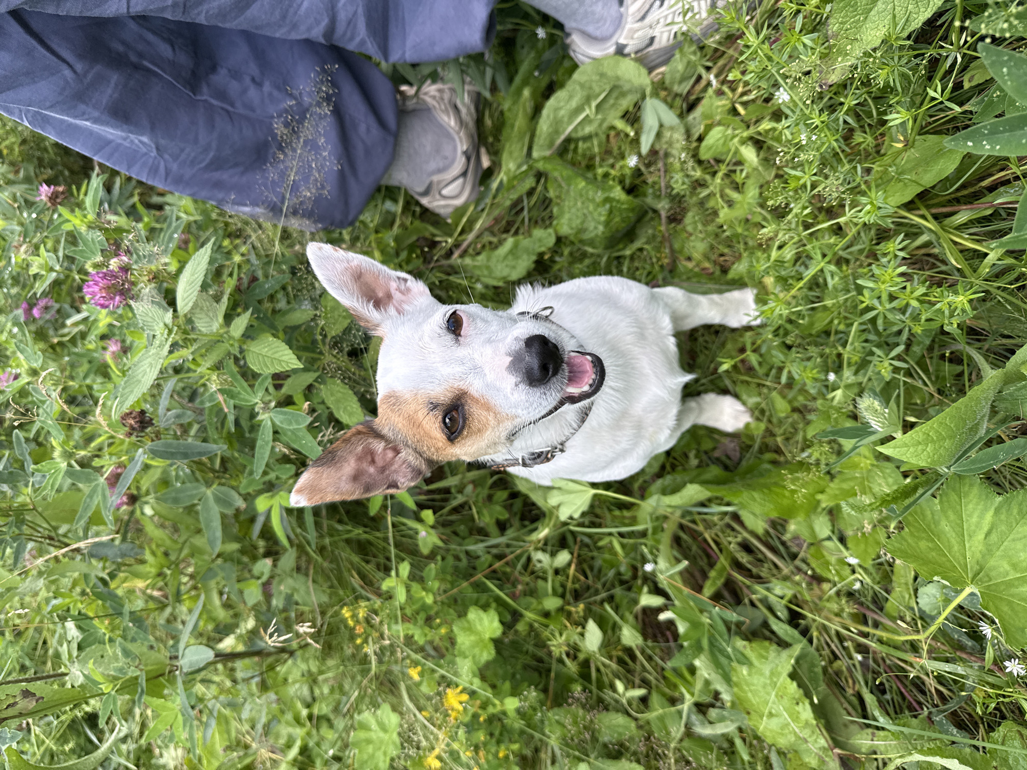 Dog and wildflowers on a sunny Russian summer morning