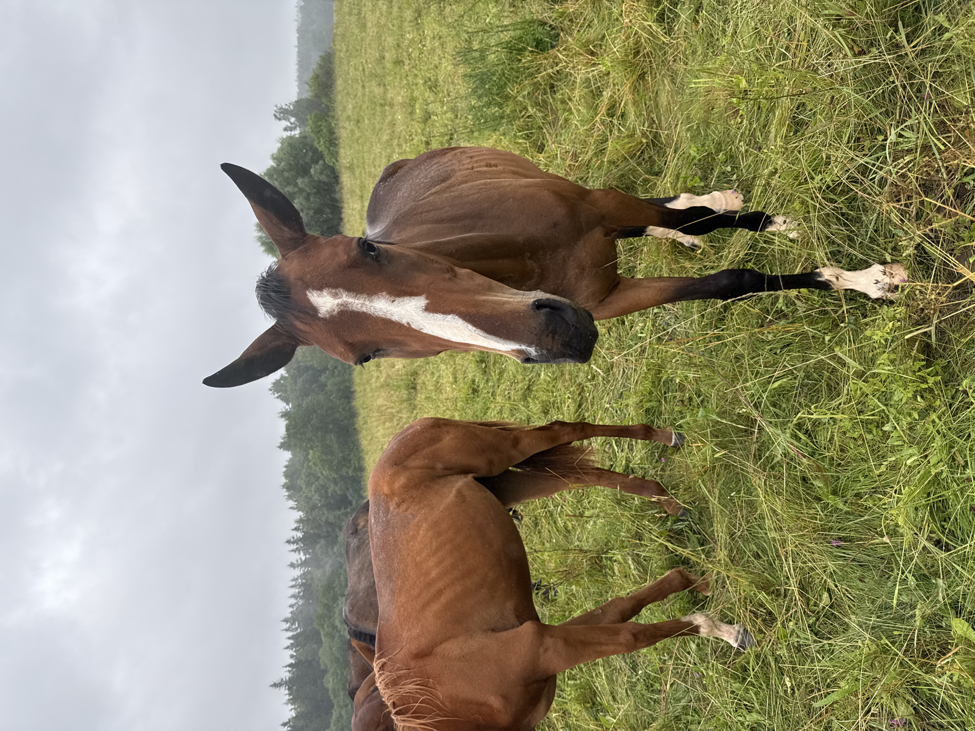 Horses graze in a wildflower field in rural Lithuania