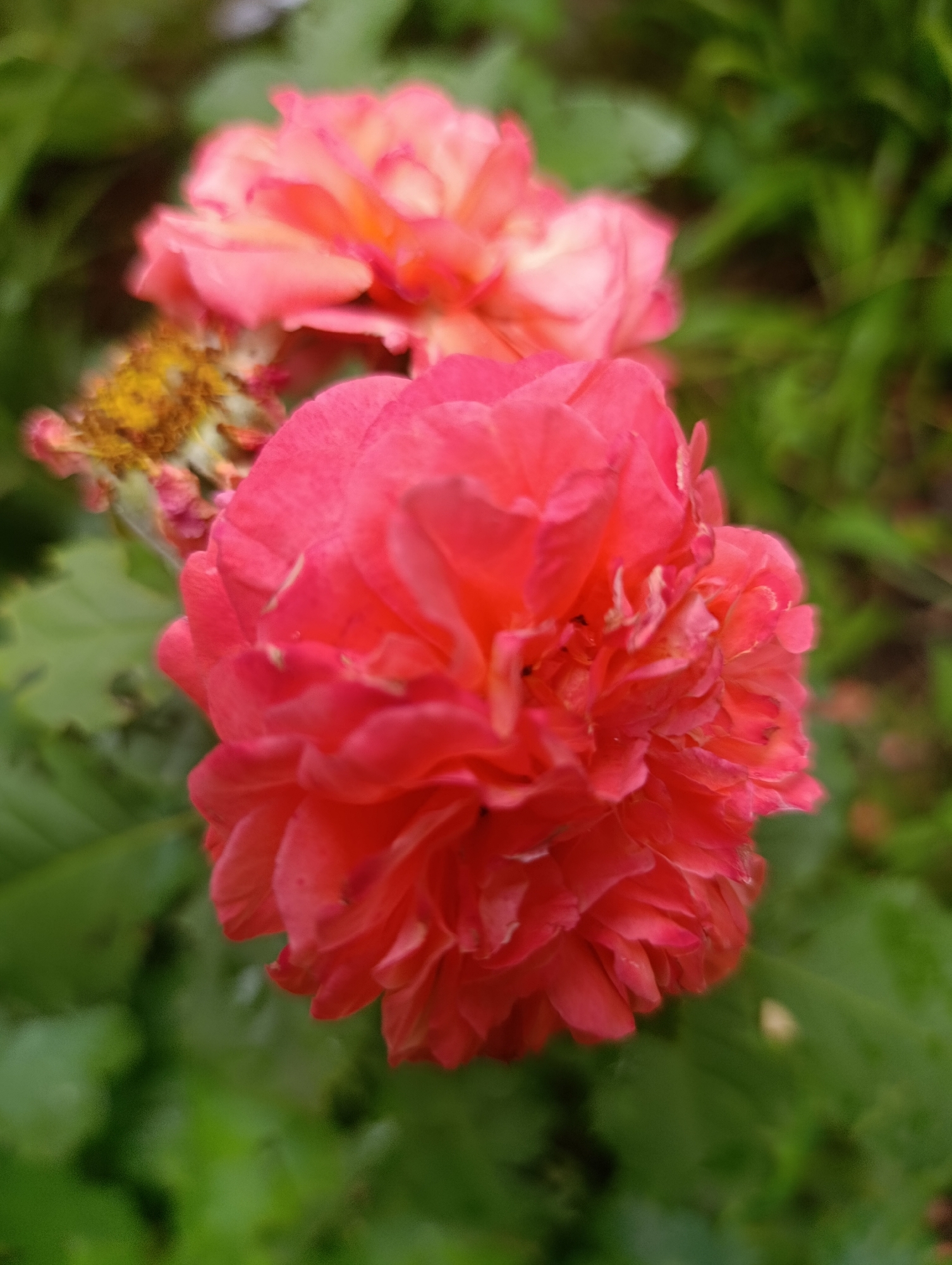 Close-up garden photography across a variety of blooms in Bratske