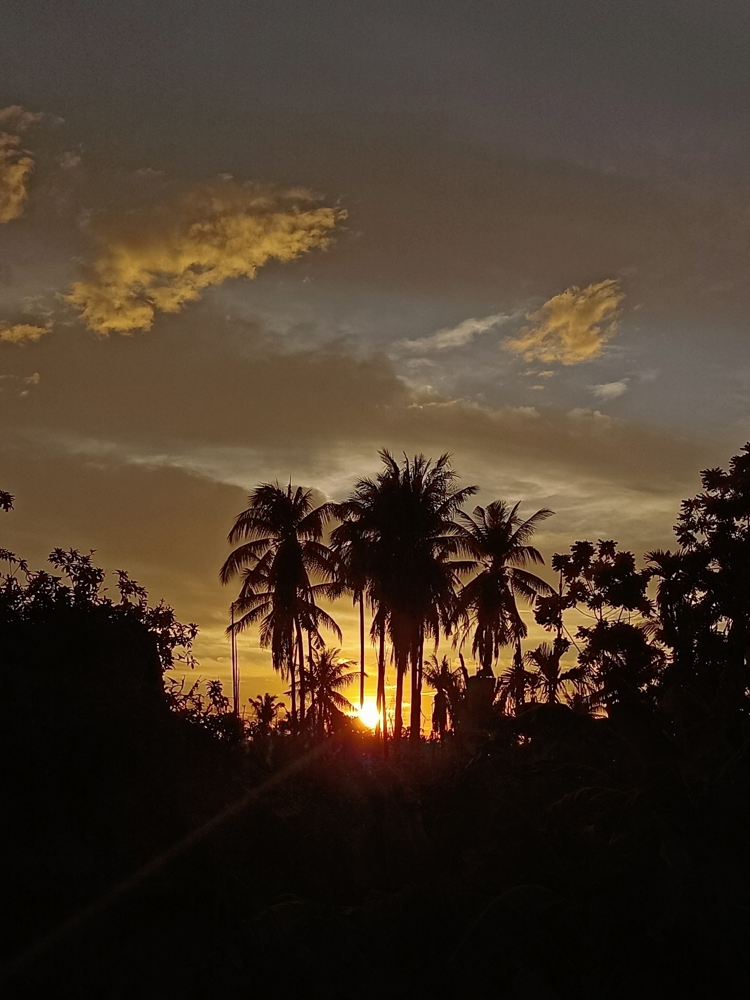 Tropical sunset behind palm silhouettes in Blang Cut, Indonesia