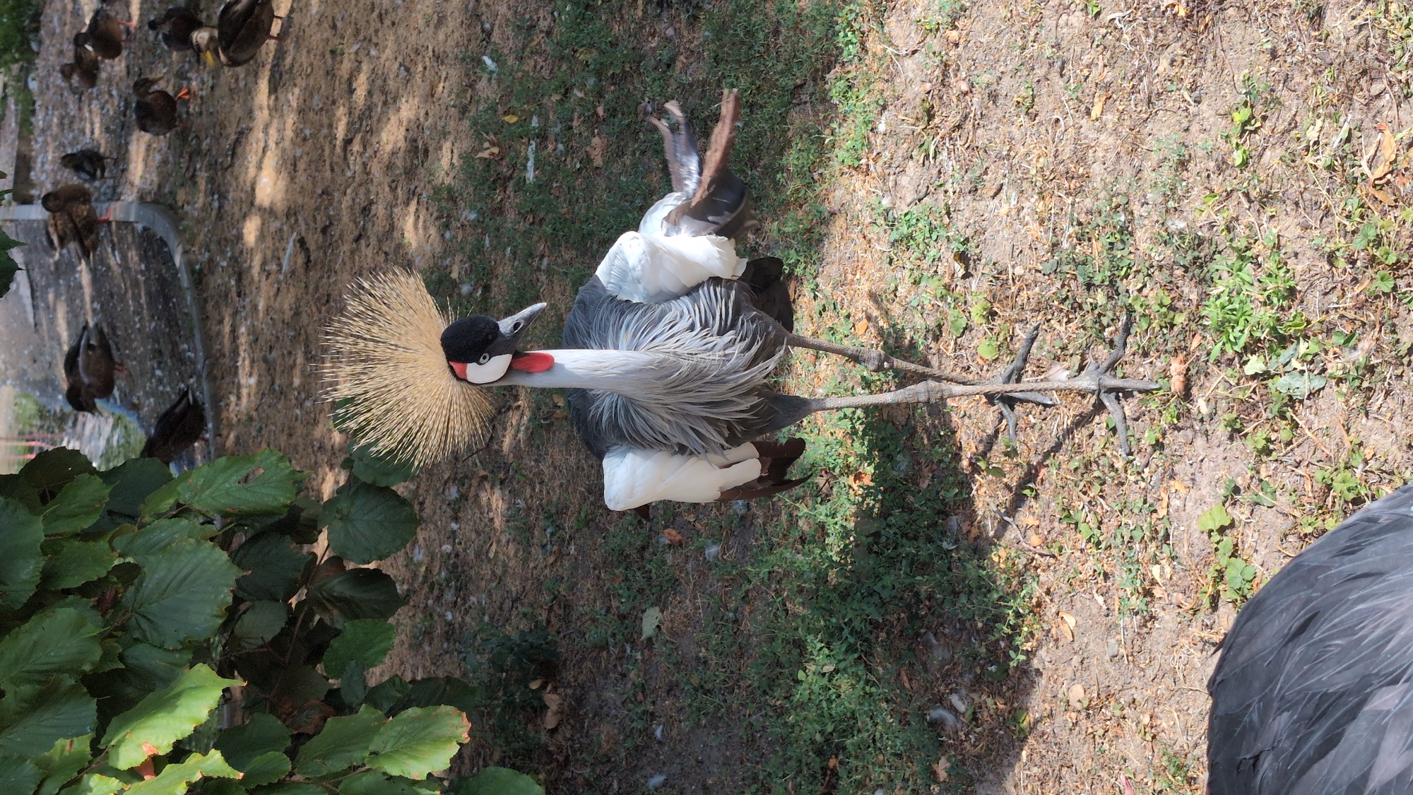 Crowned crane and white stork spotted in Bobenheim-Roxheim