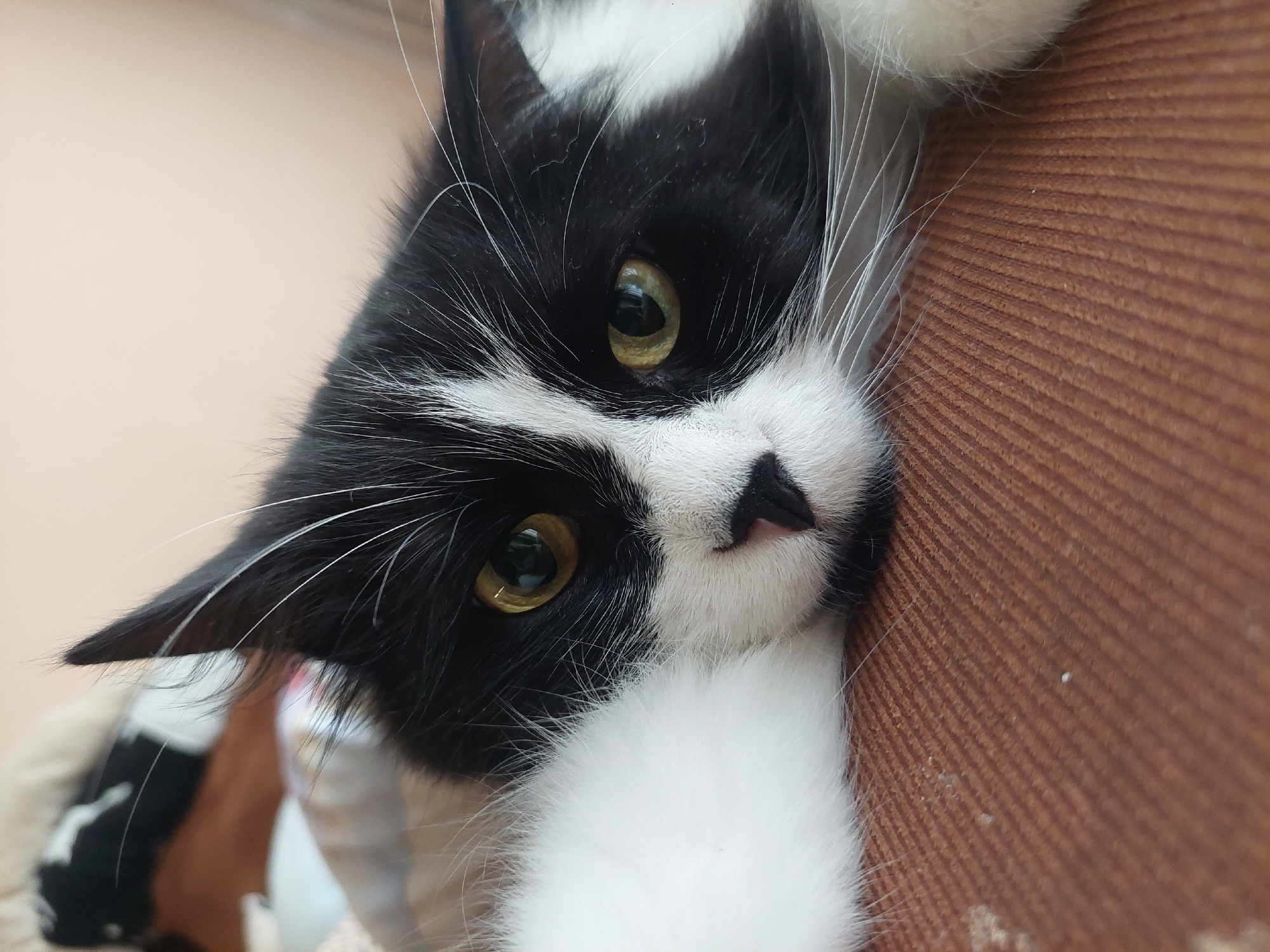 Morning pet portraits captured in Plovdiv homes