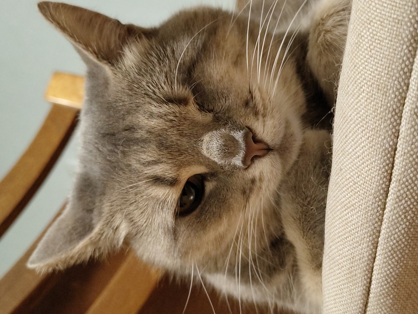 Cats being cats: close-ups, naps, and a litter of kittens