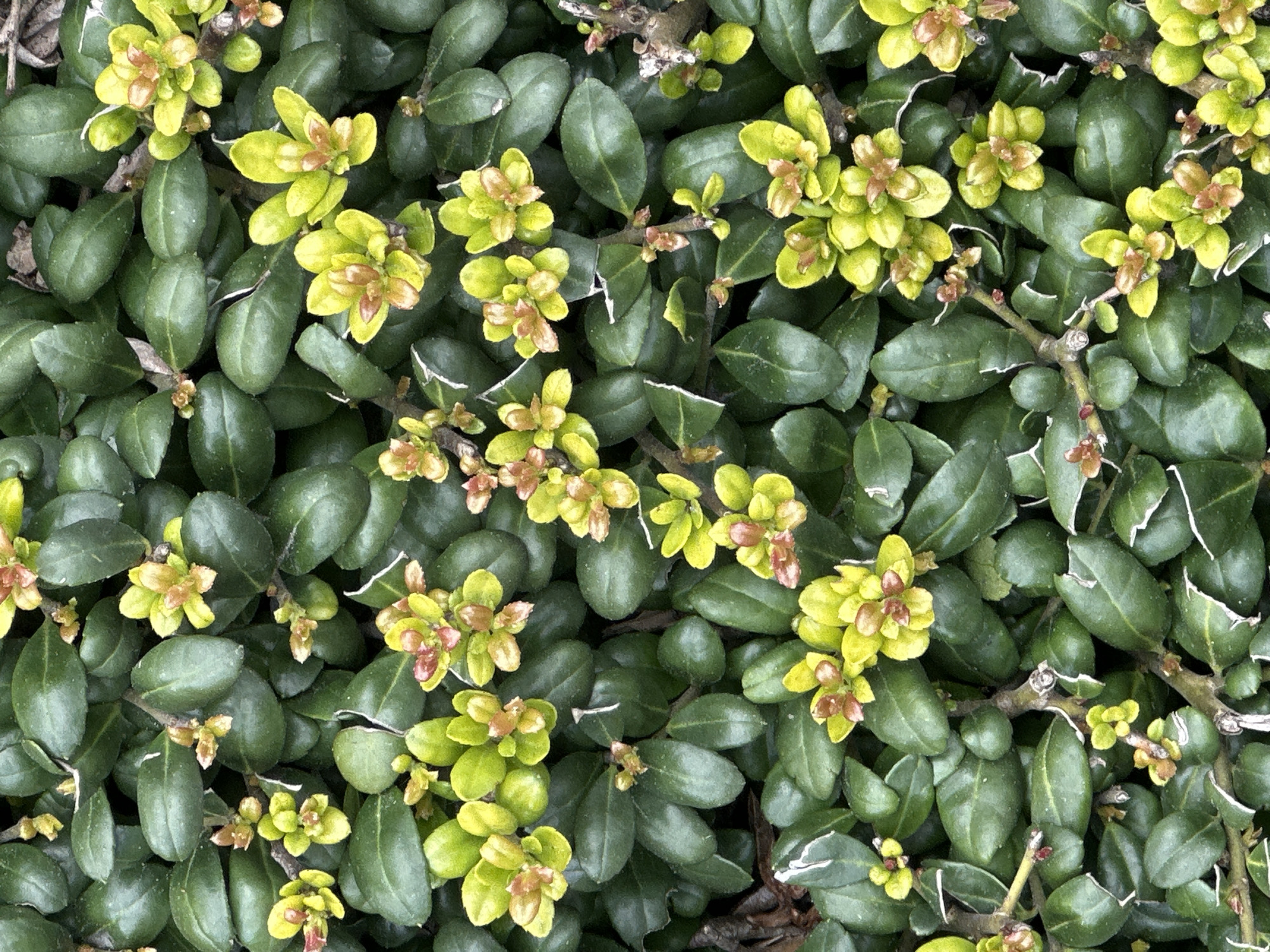 Close-up photos document everyday scenes in Coquitlam evening