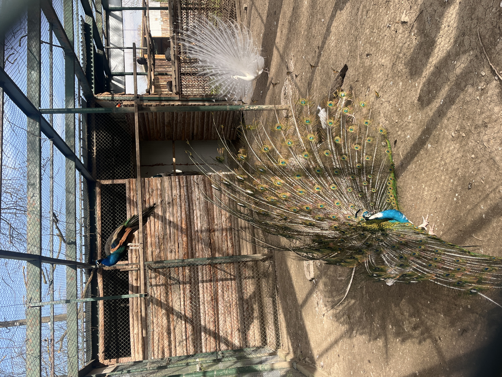 Zoo animals and local wildlife documented in Pavlikeni, Bulgaria