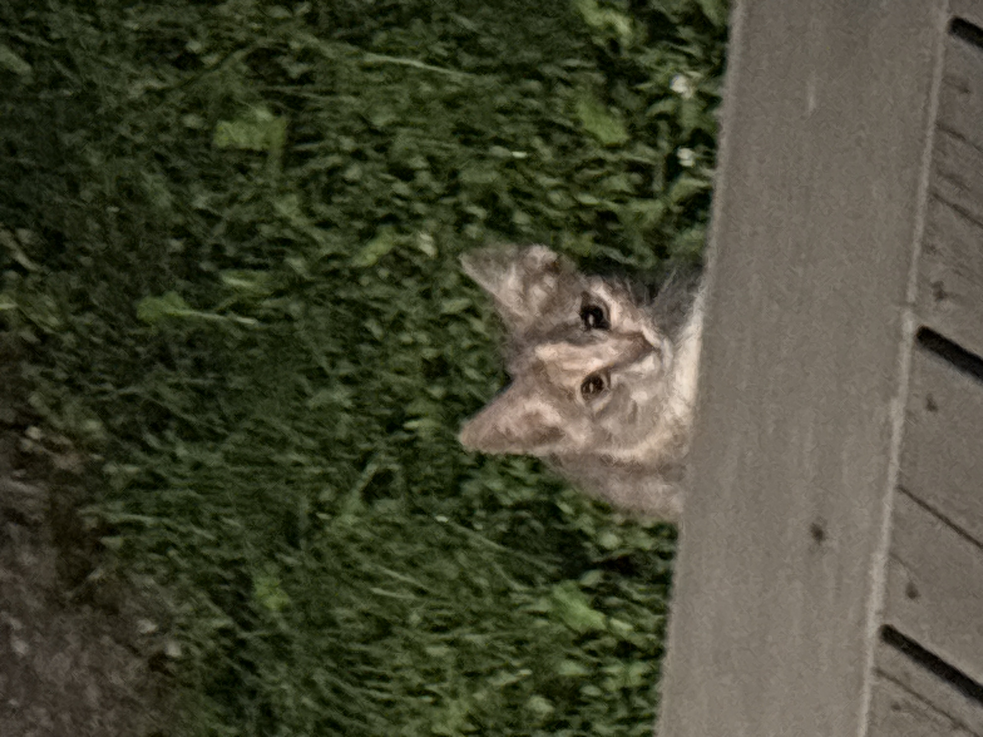 Cats eating and lounging on a backyard deck in Zvenigorod