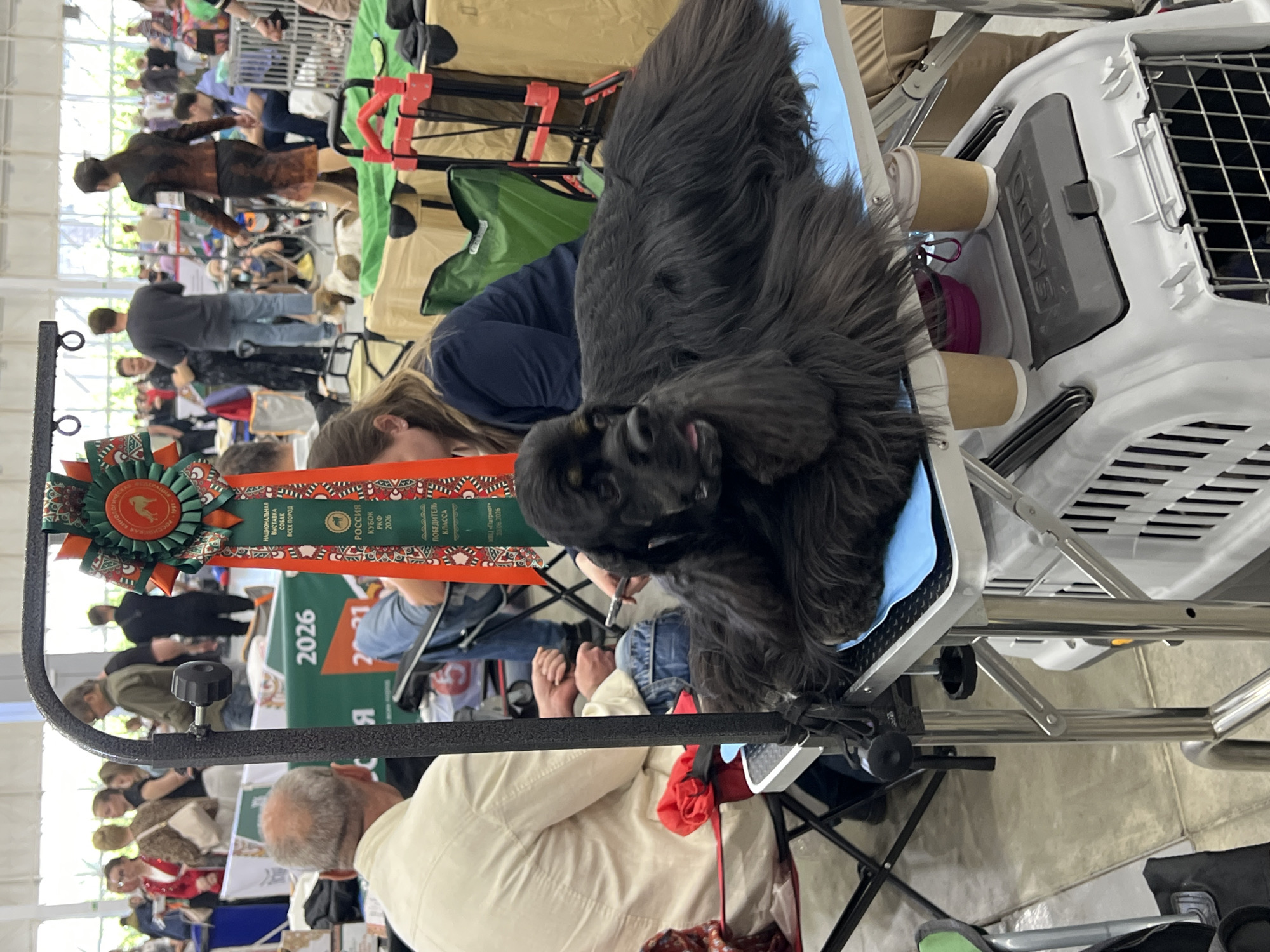 Indoor dog show in Zelenaya Roshcha, breeds groomed and judged
