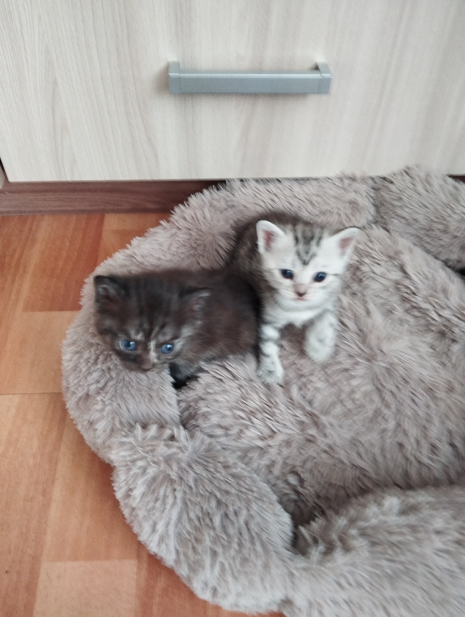 Domestic life scenes captured in Krasnogorskoye household