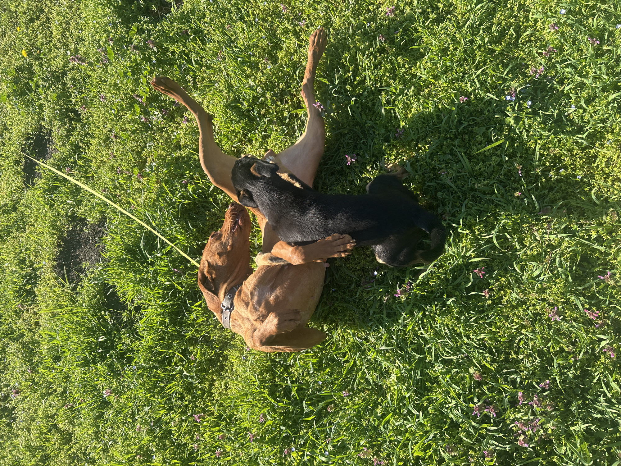 Dogs play in flower-scattered grass in Bulgarian village