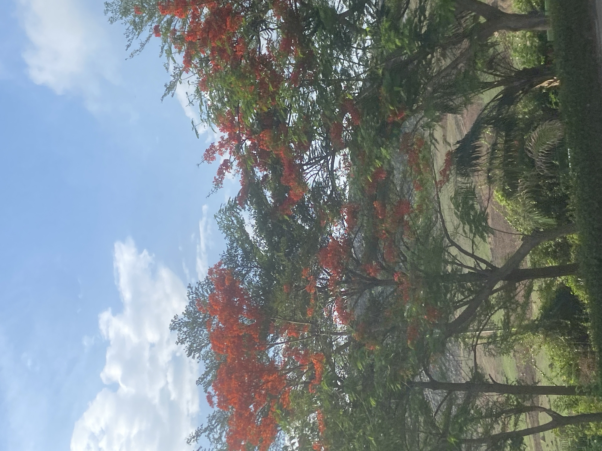 Morning scenes captured in residential neighborhood with flowering trees