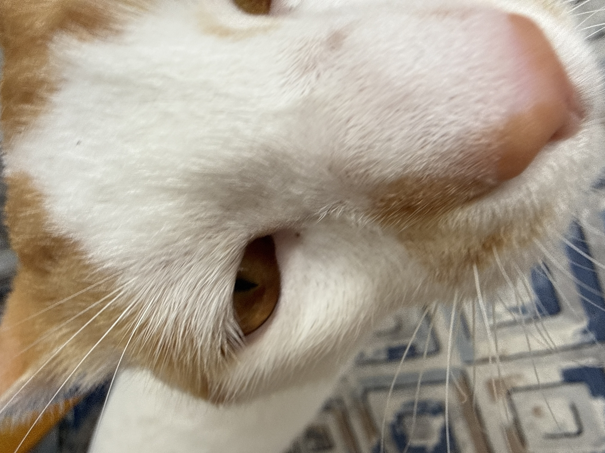 Cat spotted playing and resting in Alanya home