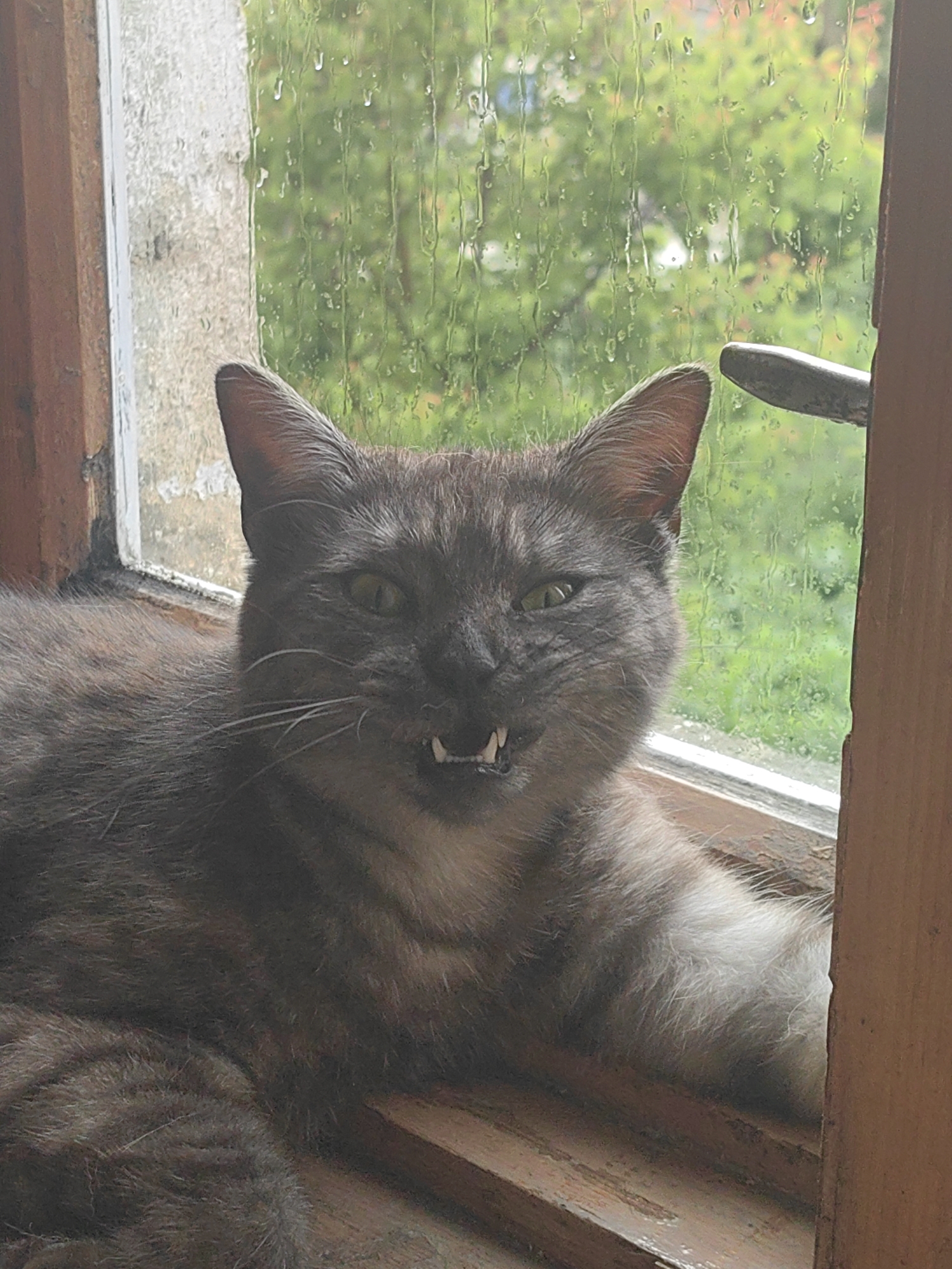Gray tabby cat photographed resting on wooden windowsill