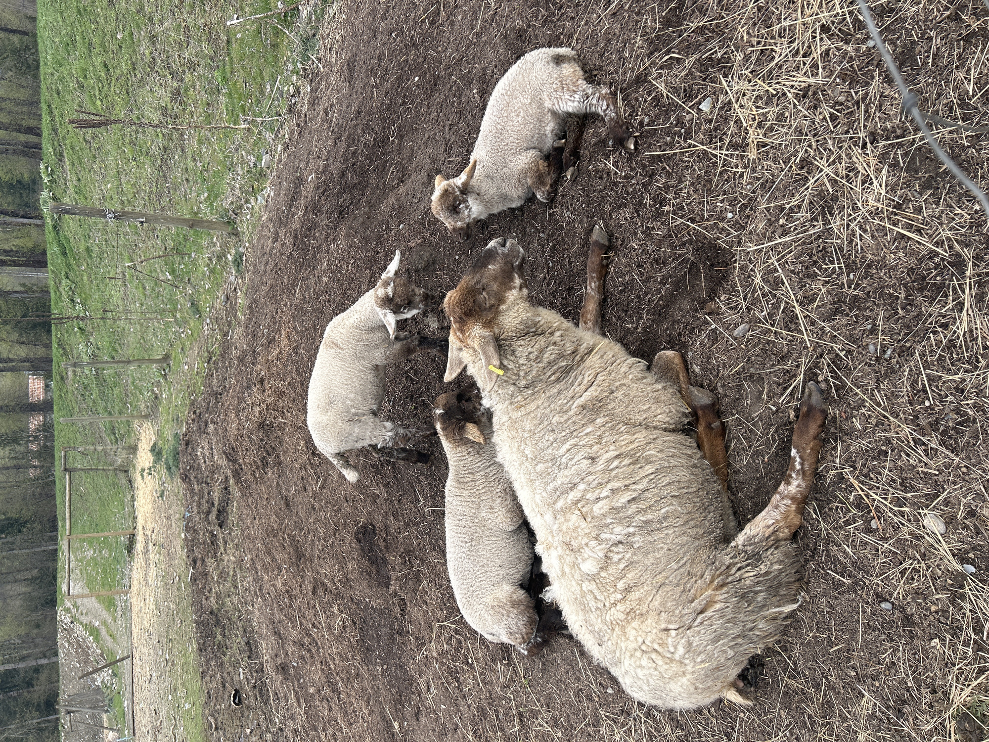 Farm sheep observed in wooden enclosures in Pemberton