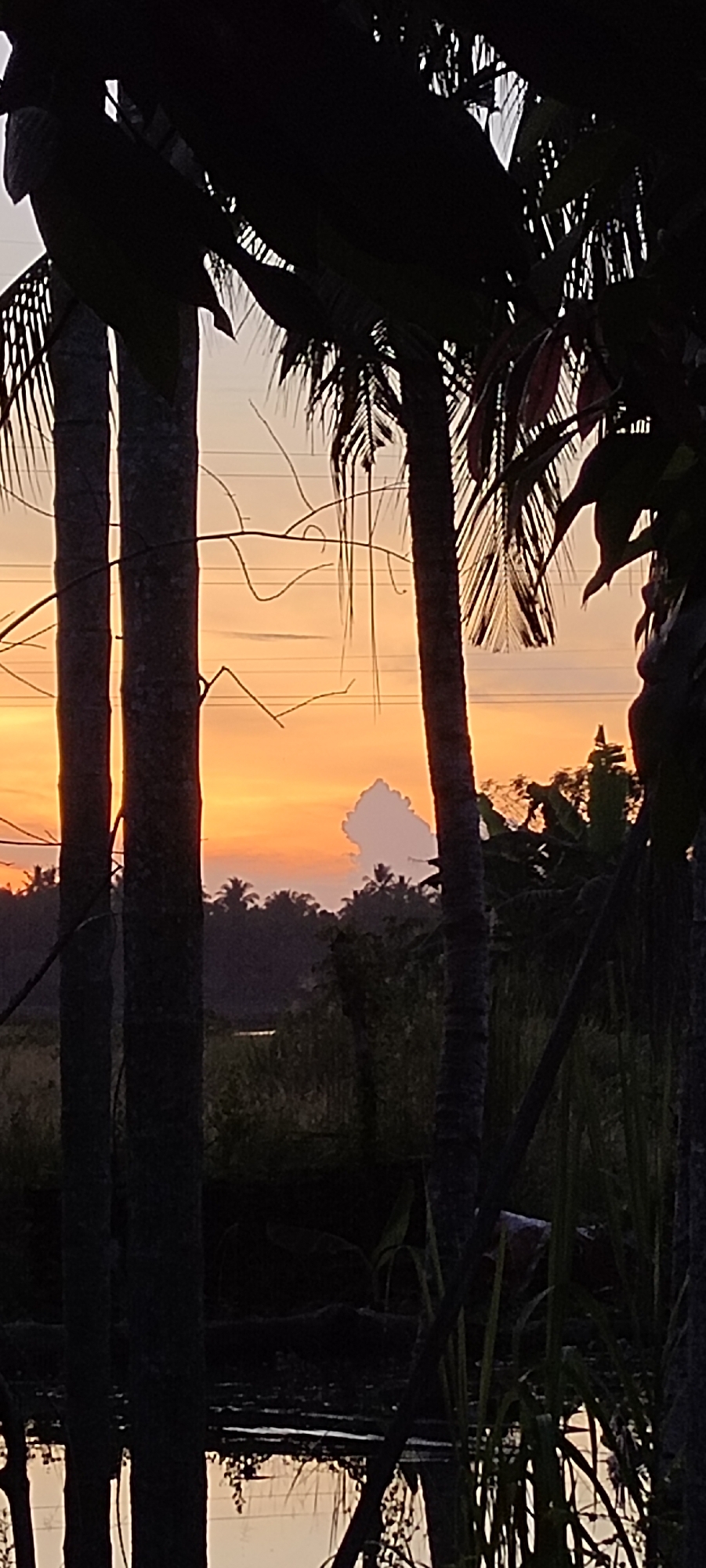 Sunset and tropical flora documented in Lhokseumawe, Indonesia
