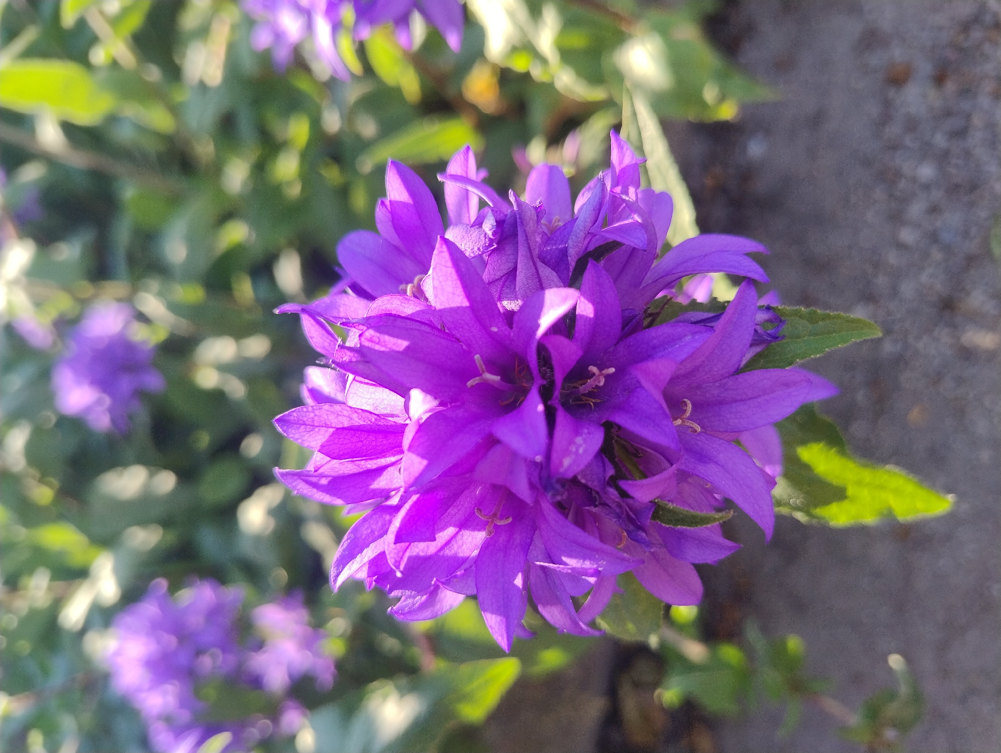 Summer wildflowers bloom in Ukrainian city gardens