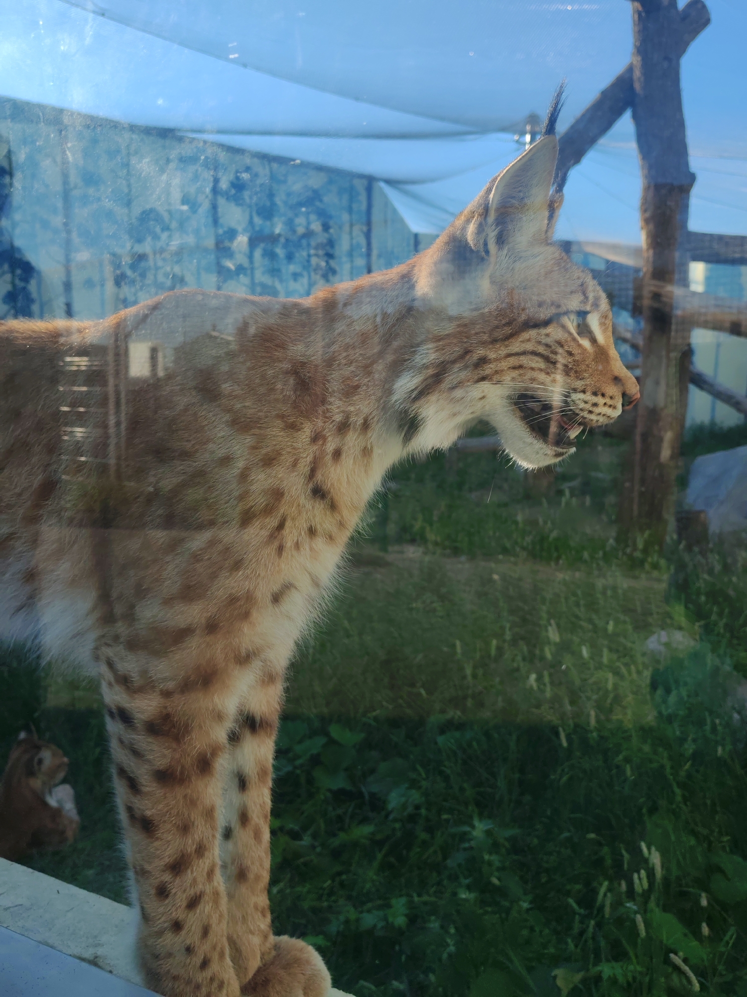 Afternoon at Perm Zoo: lynxes, wolves, bears, and owls