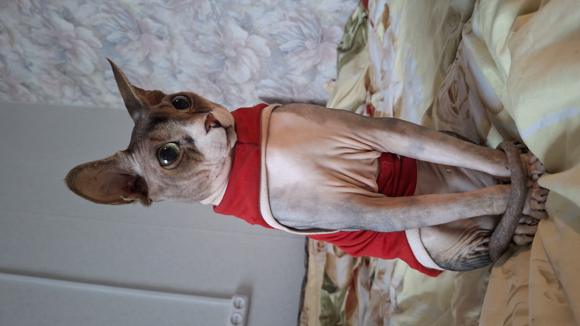 Wet rural road in Belarus, truck traffic and a dressed Sphynx cat