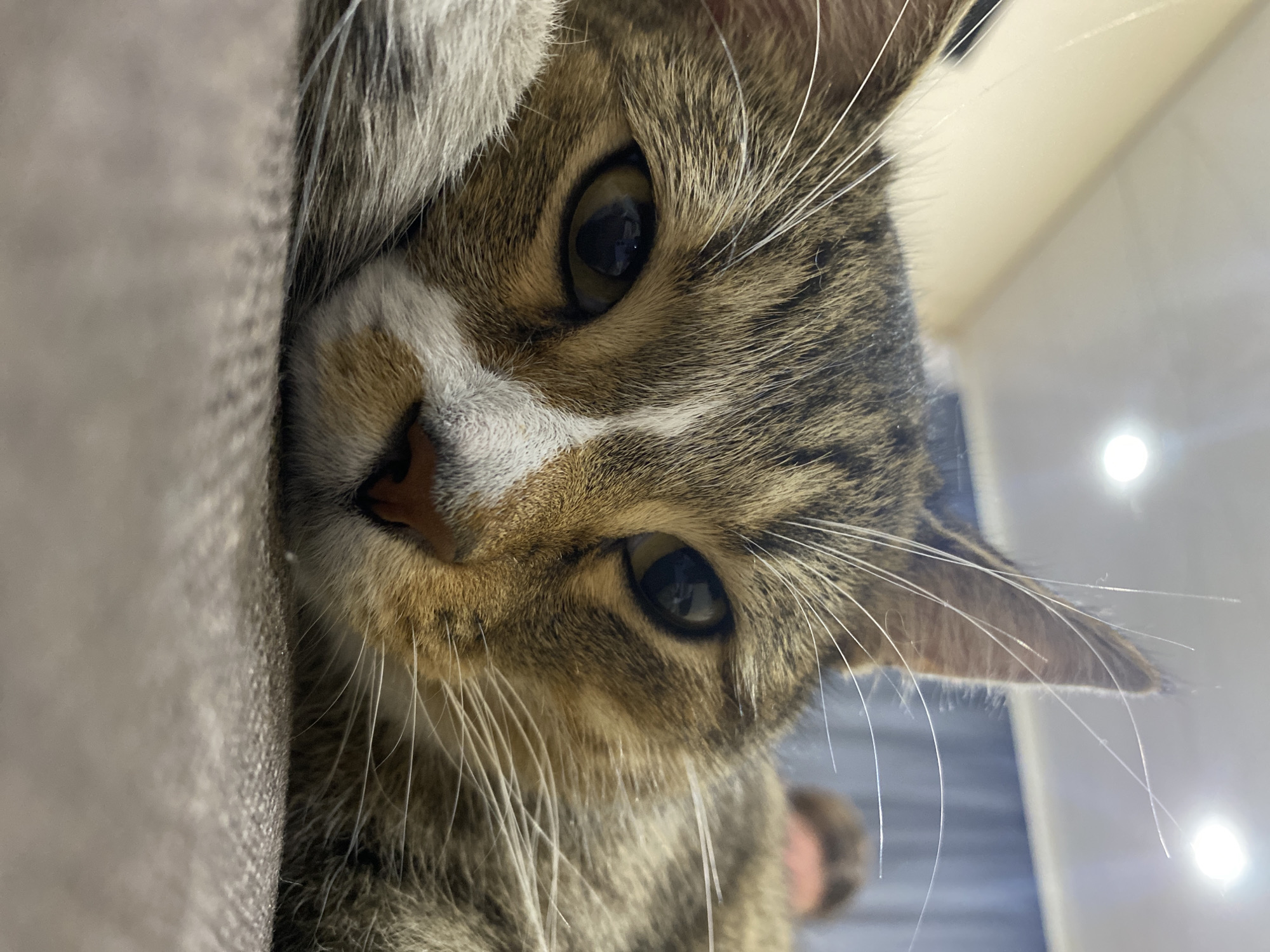 Lazy afternoon with a tabby cat and a quick selfie