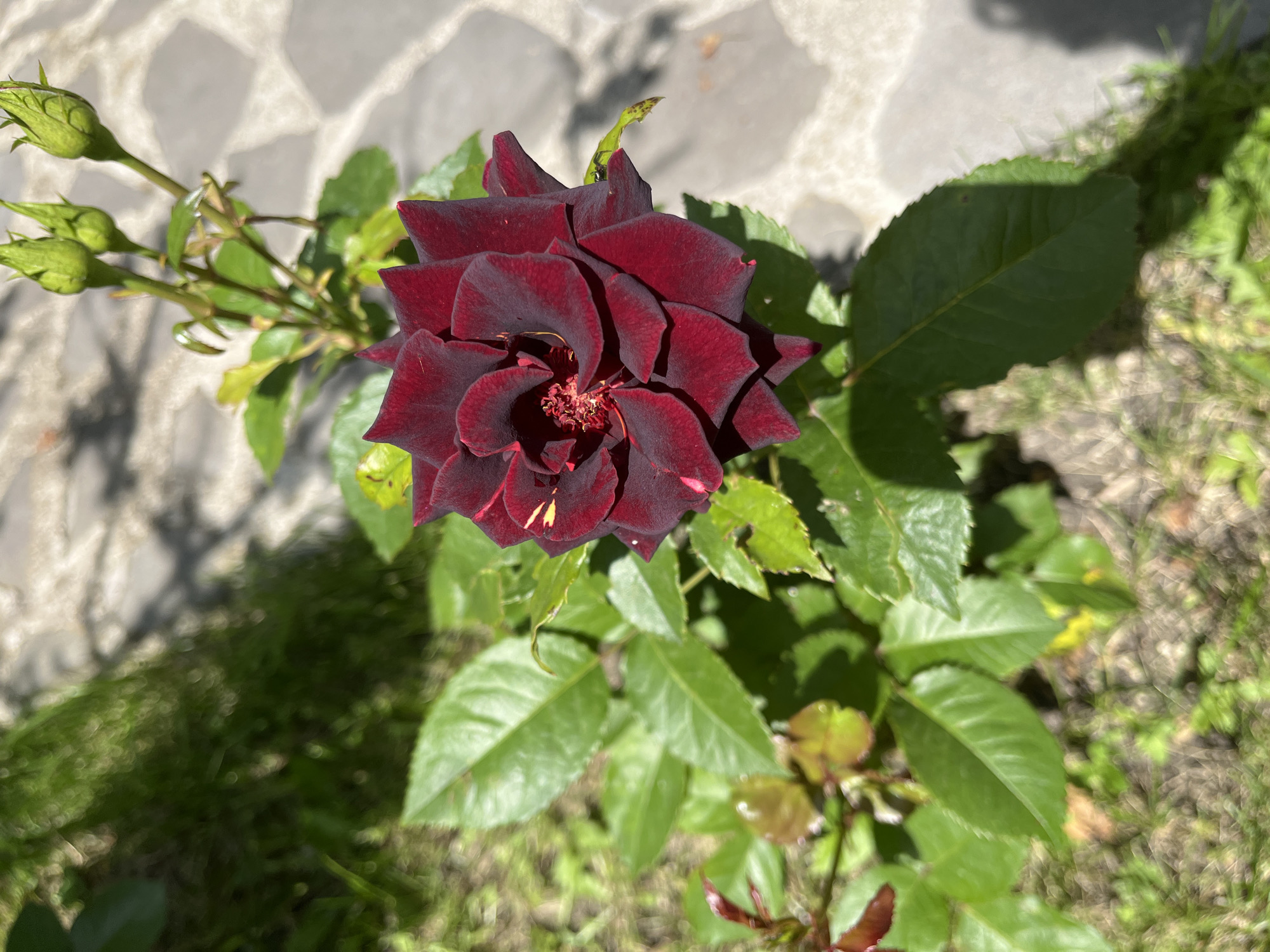 Domestic scenes: blooming rose, exercise bike, washing machine documented