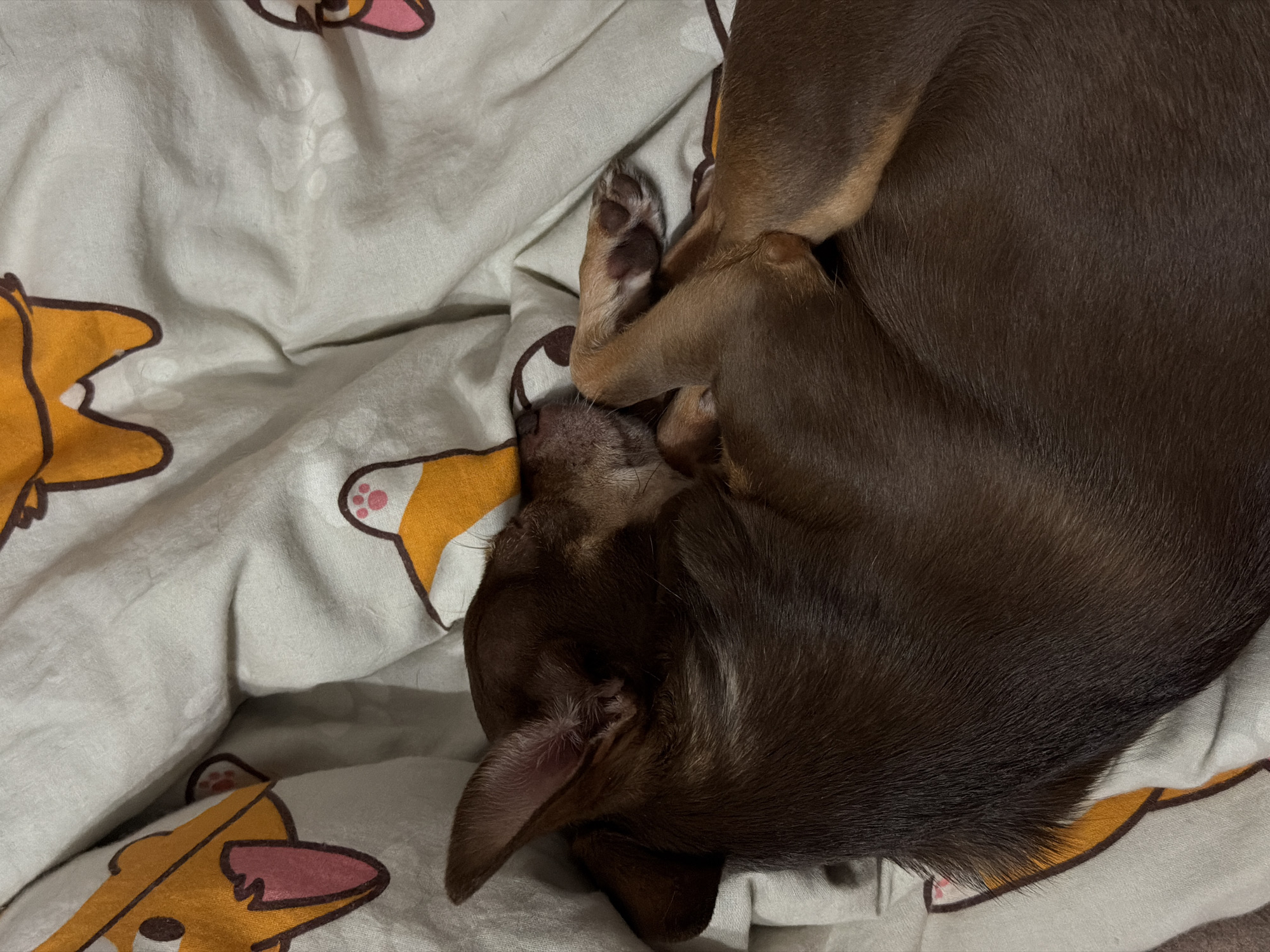 A quiet evening in: selfies, jewelry, a sleeping dog, and memes.