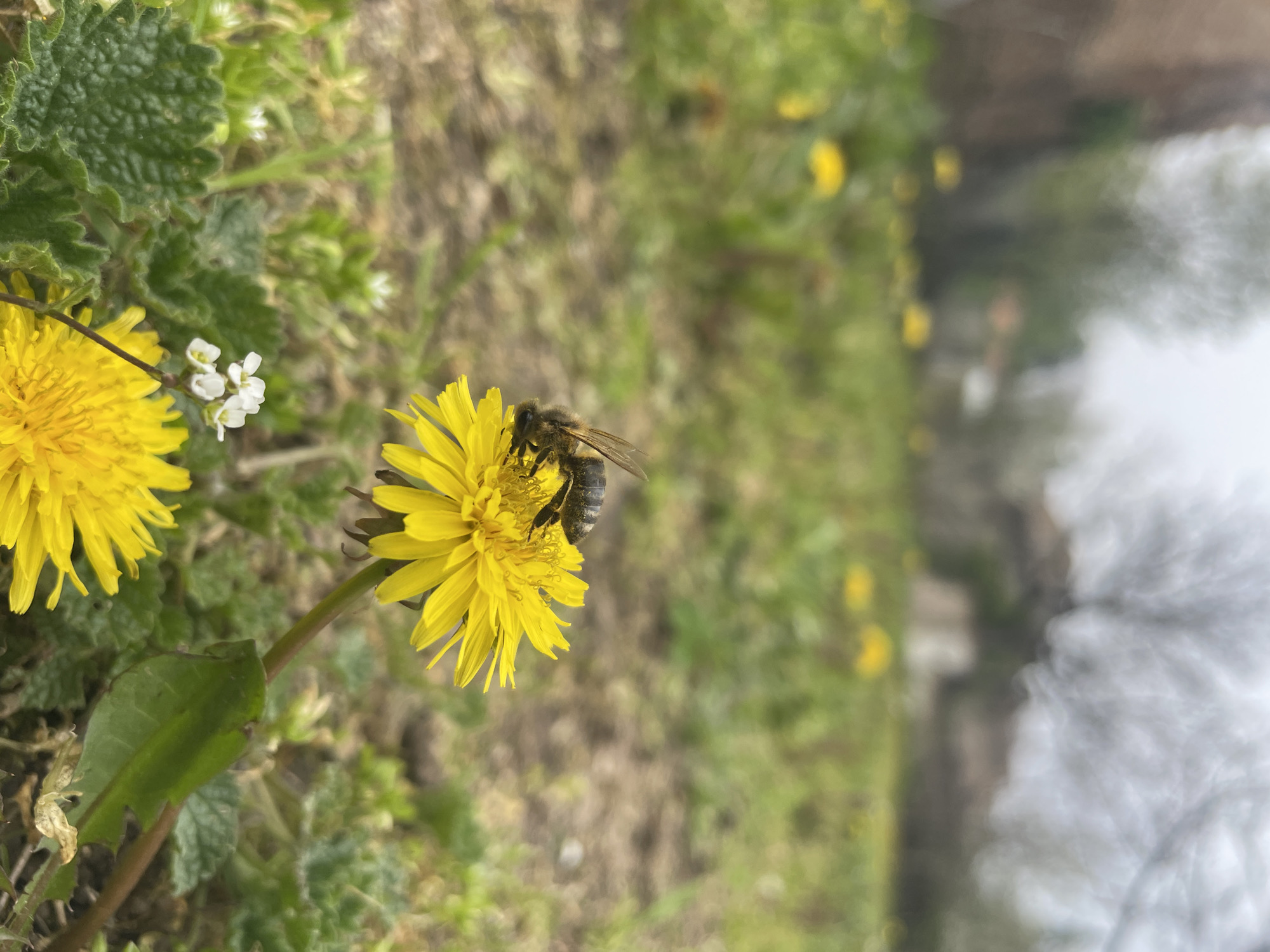 Bee forages on dandelion in Popovo, Bulgaria