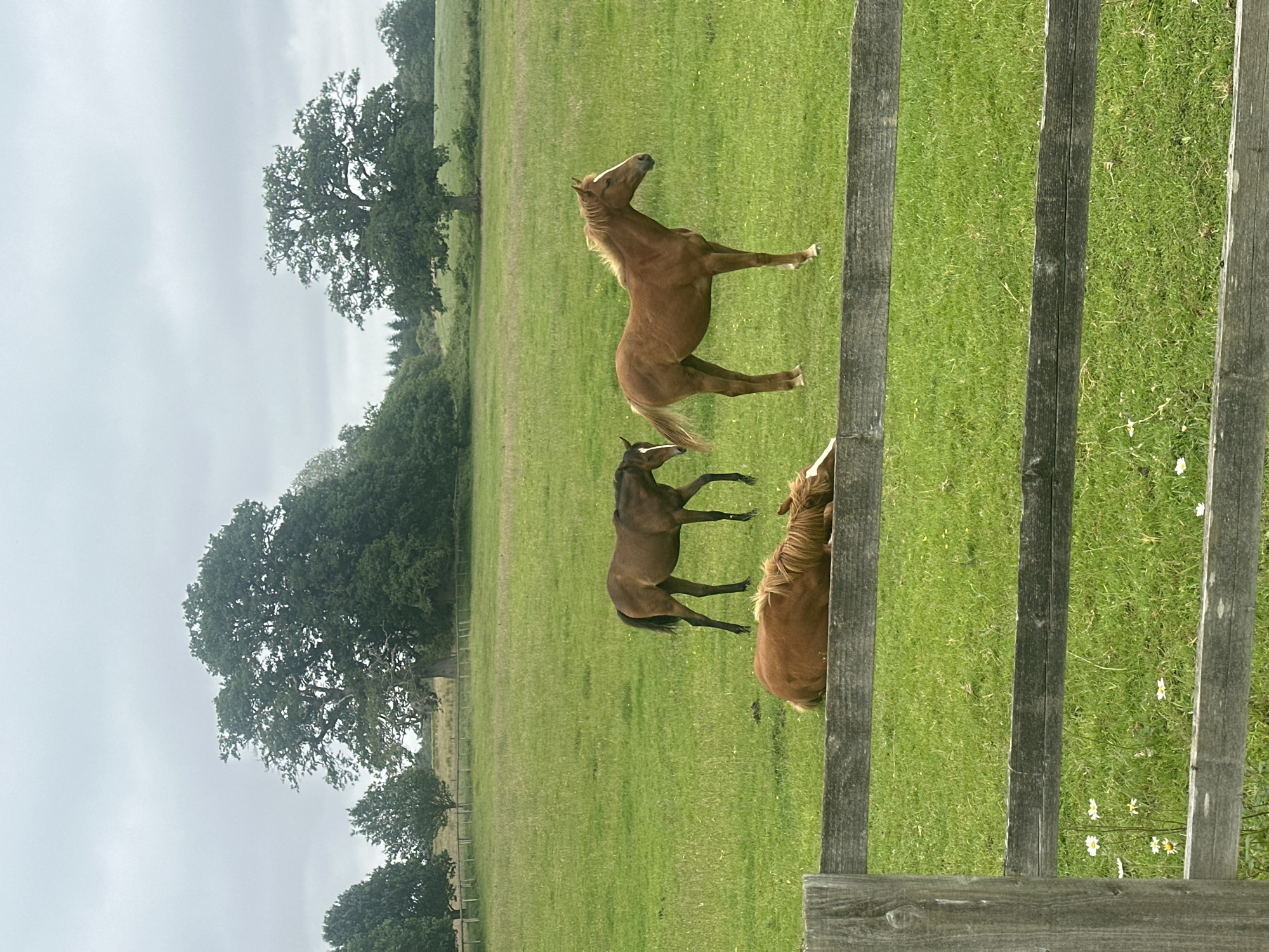 Three horses spotted in field near Chichester