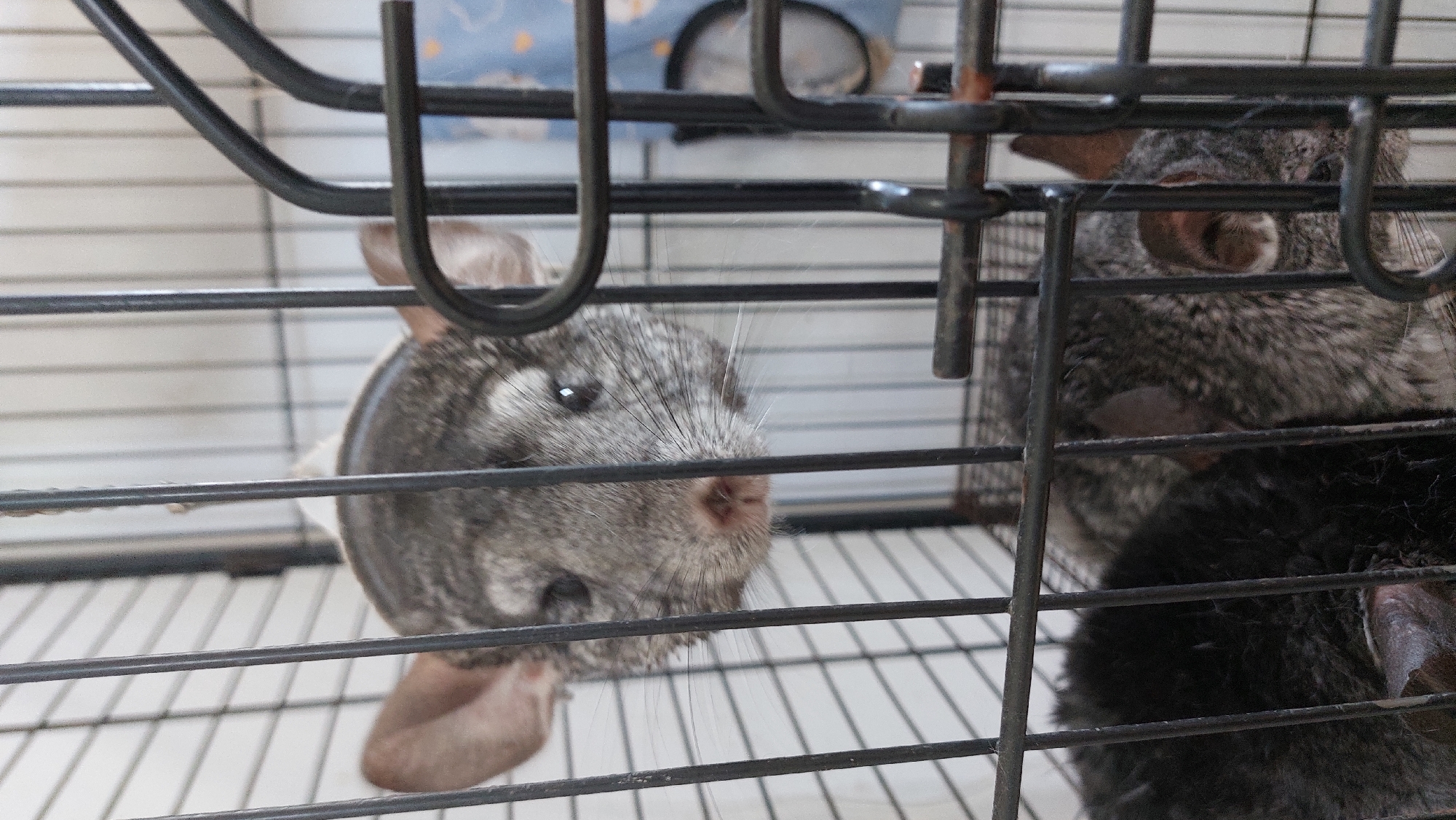 Up-close tour of a small animal exhibit or exotic pet zoo