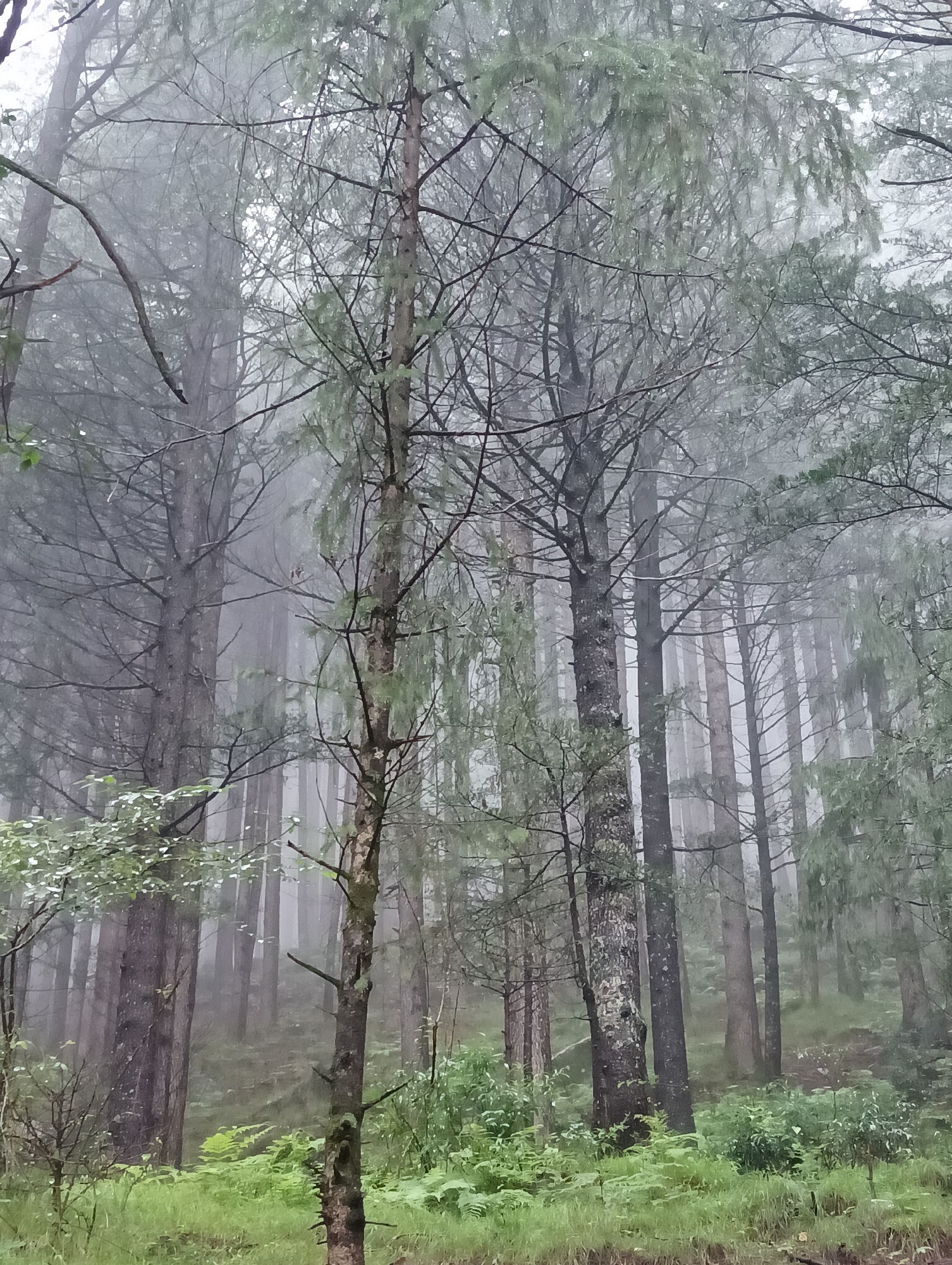 Foggy Himachal morning across forest trails and misty valley towns