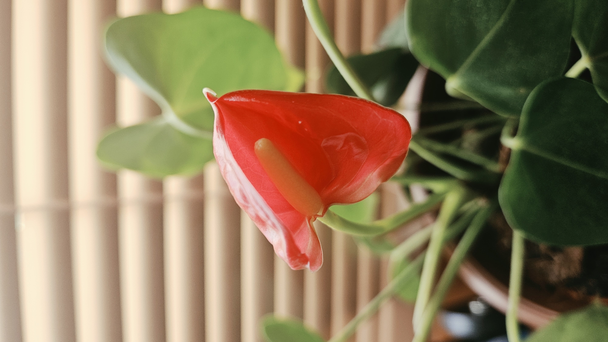 Red Anthurium flower photographed indoors in Prešov, Slovakia