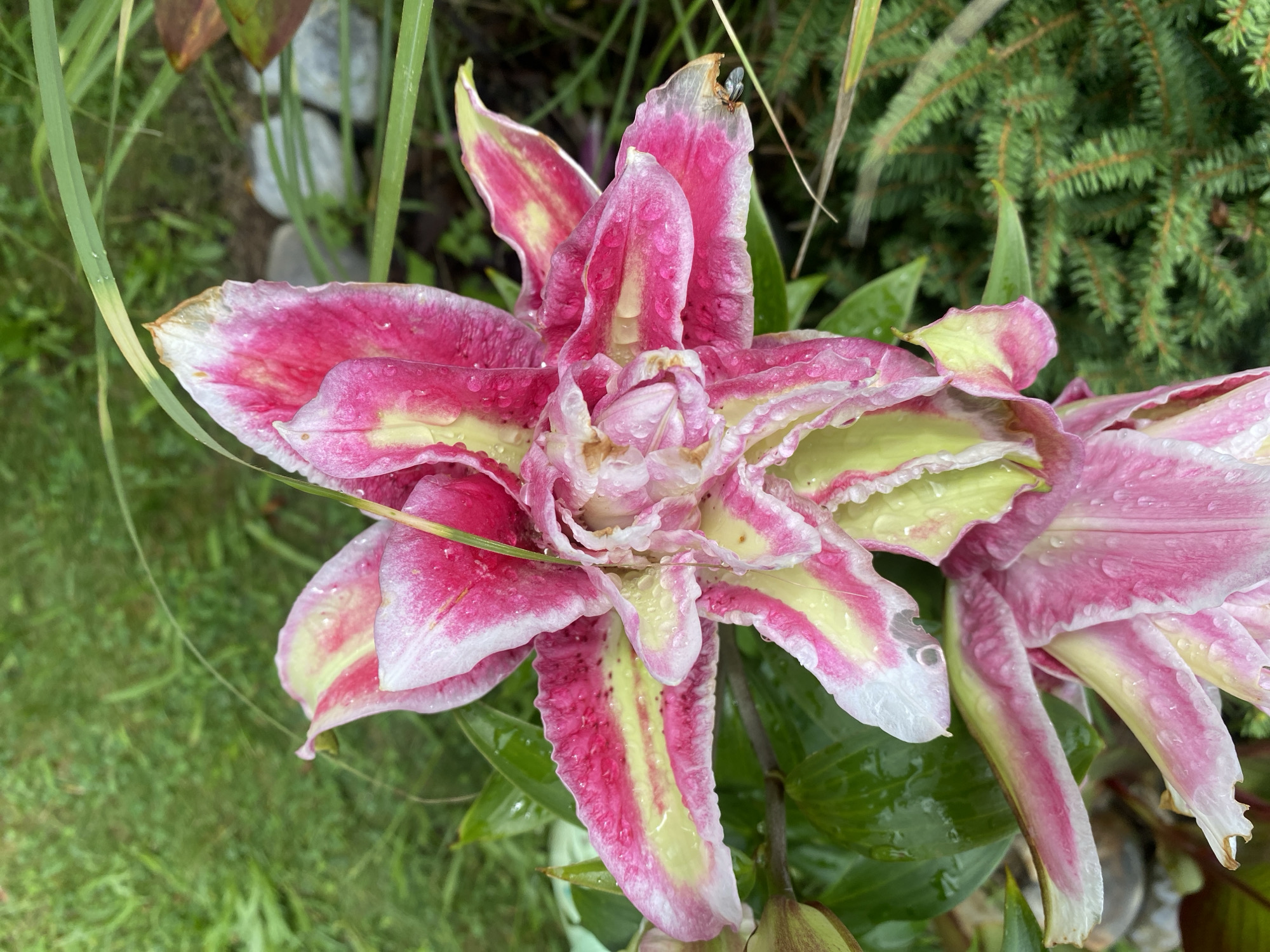 Wet summer garden in full bloom, Pattersonville NY