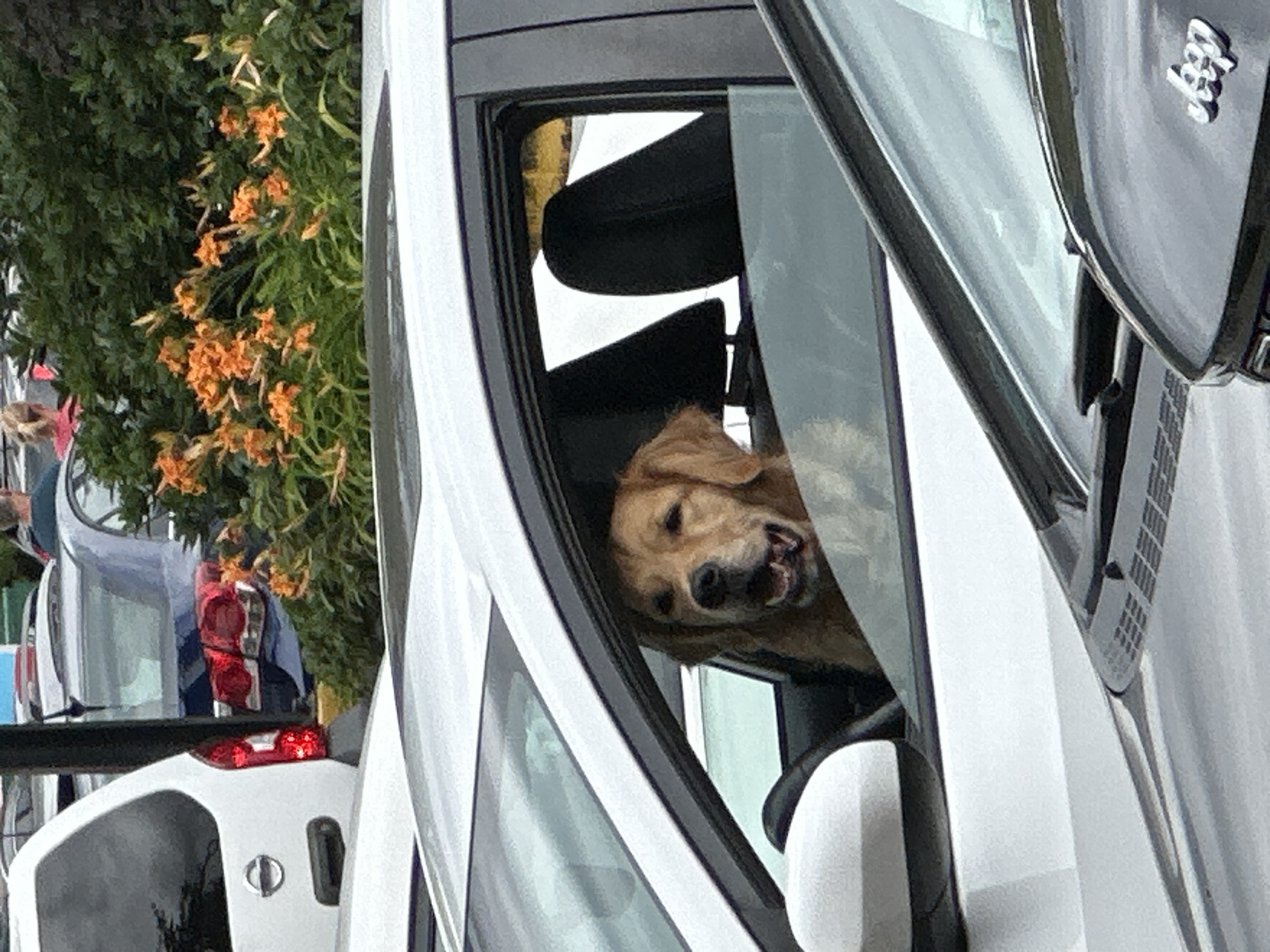 Two dogs relaxing in parked cars, North Vancouver