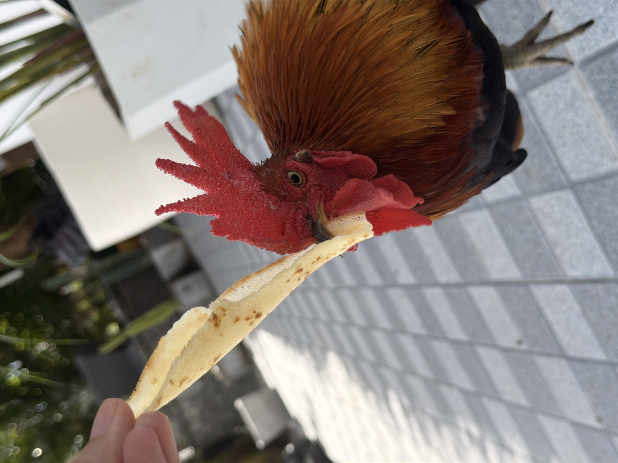 Hand-feeding a rooster crepes on a Ko Samui morning