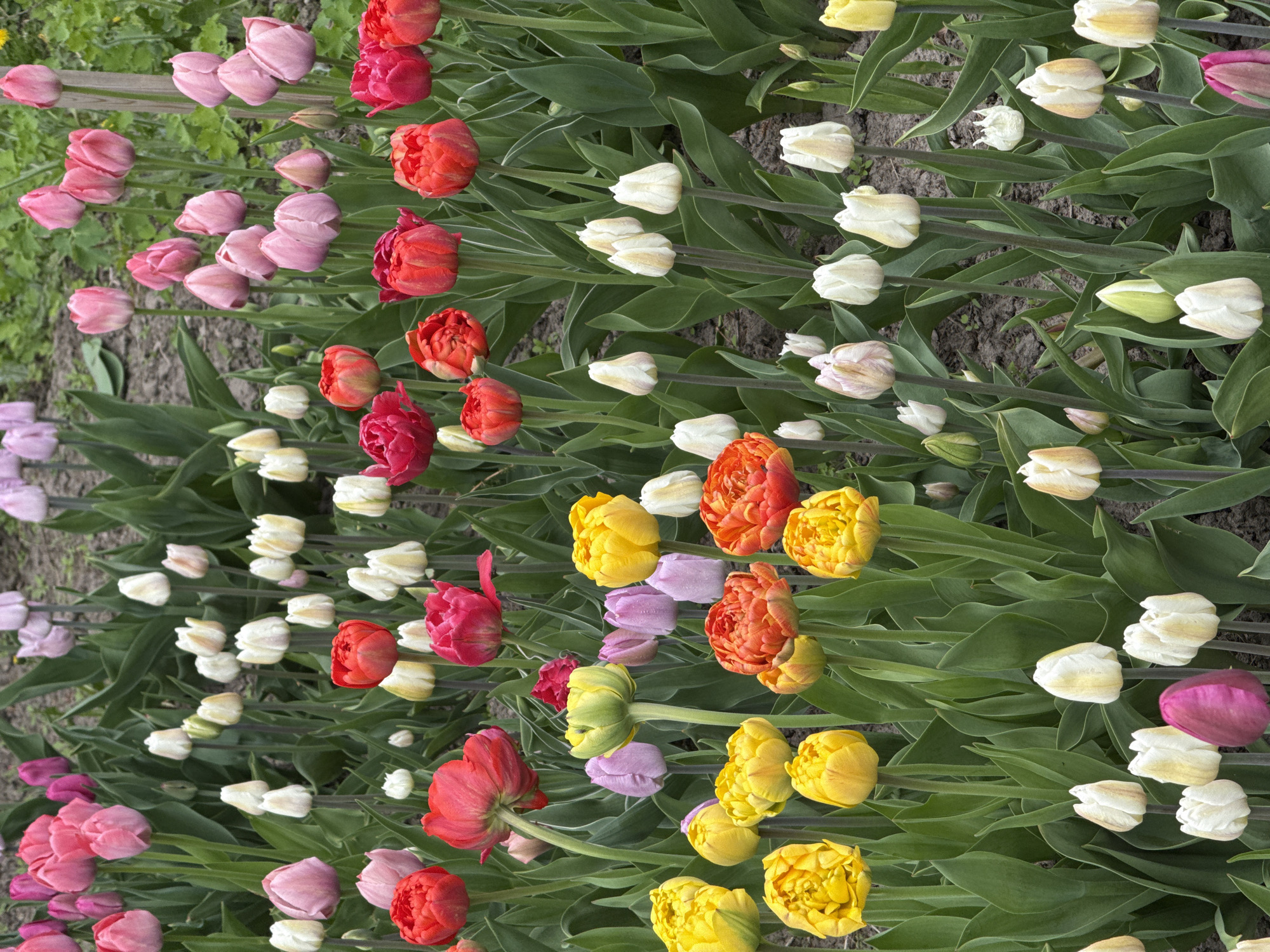 Colorful tulip field blooms in Sapronovo, Russia