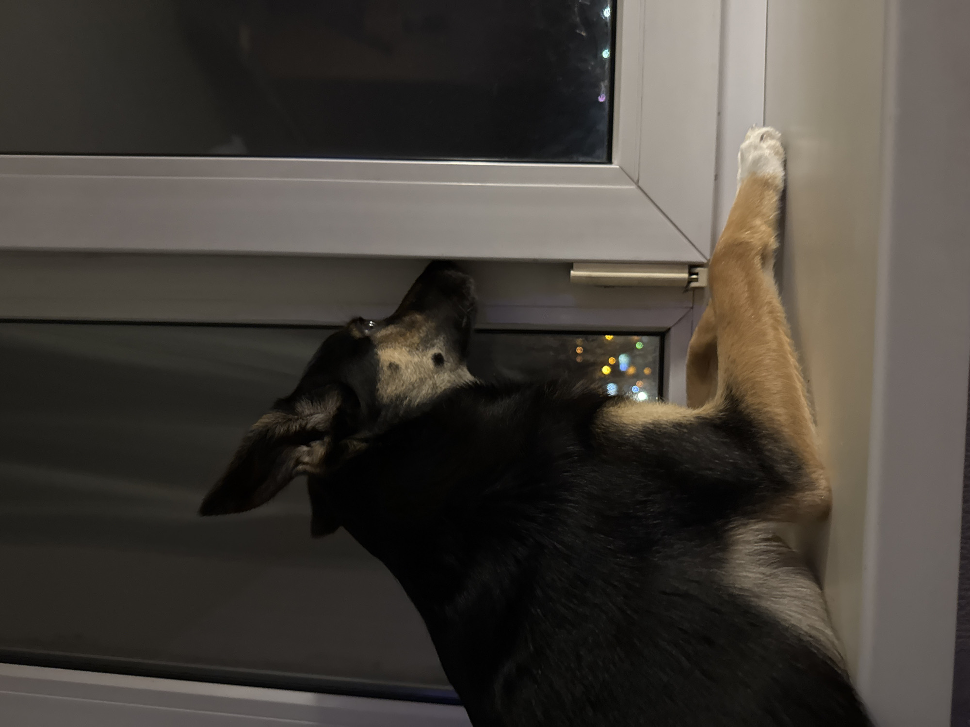 German Shepherd's evening activities documented in Minsk home