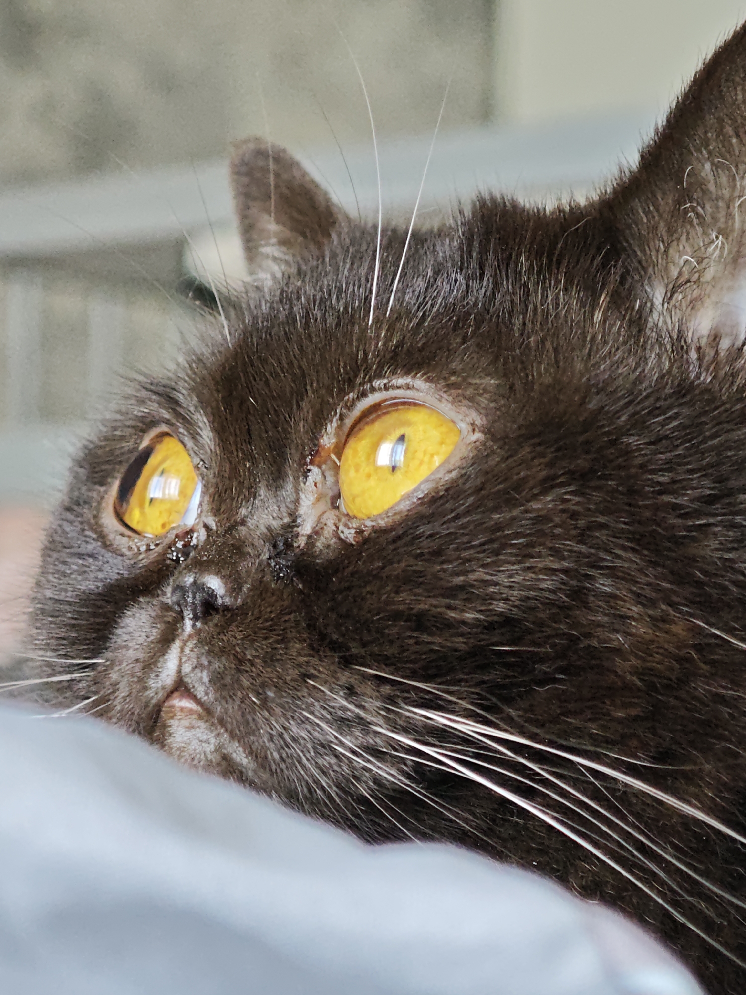 Lazy morning with a dark cat and random household objects, Brest