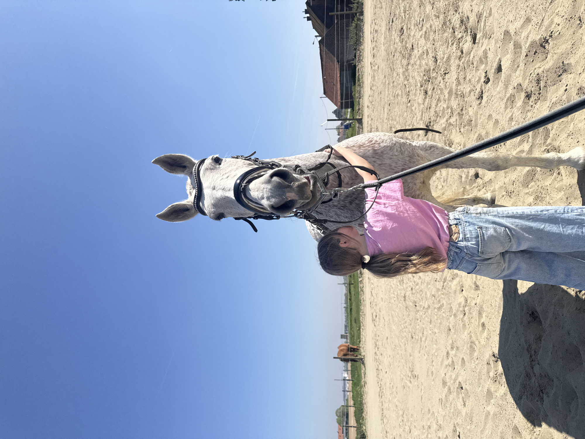 Children interact with horse in Belgian enclosure