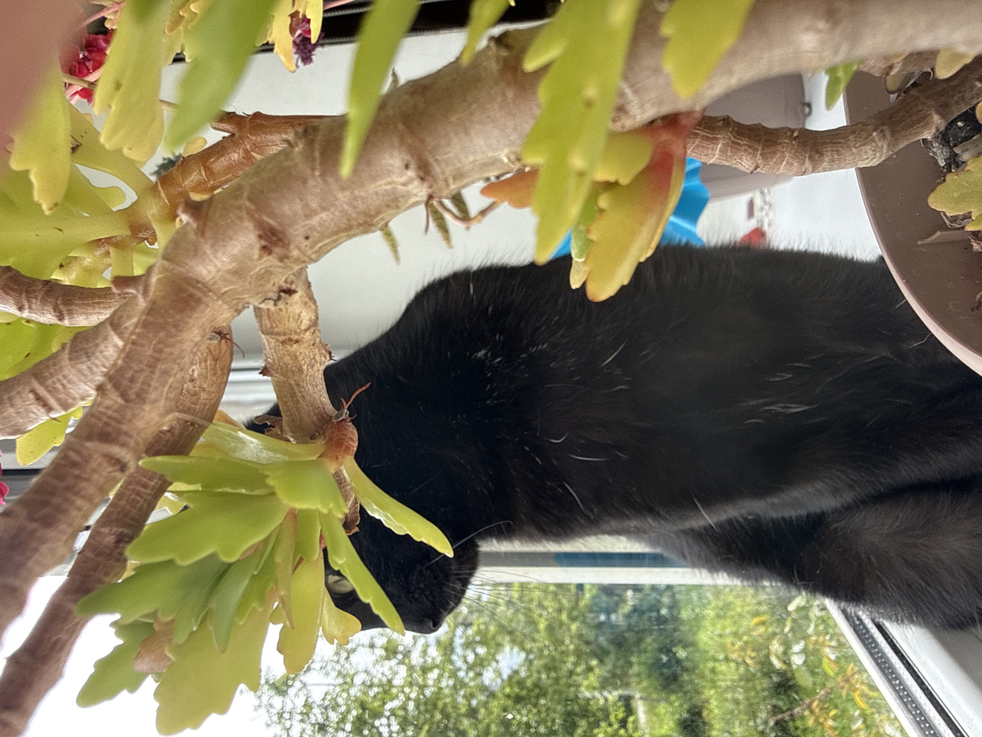 Black cat's lazy afternoon by the windowsill
