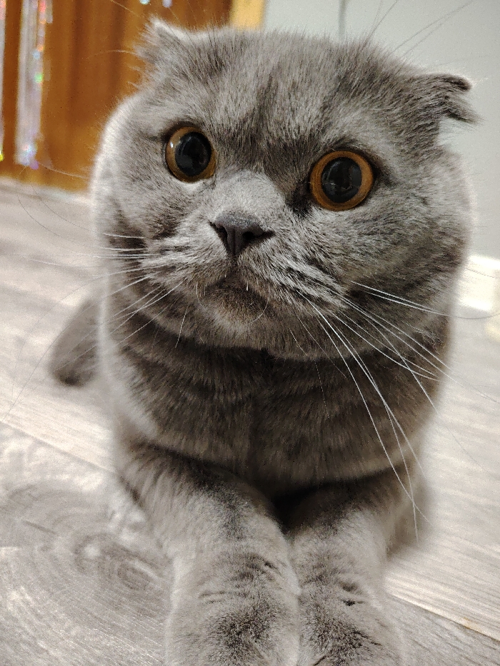 Family moments with Scottish Fold cat documented in Russian home