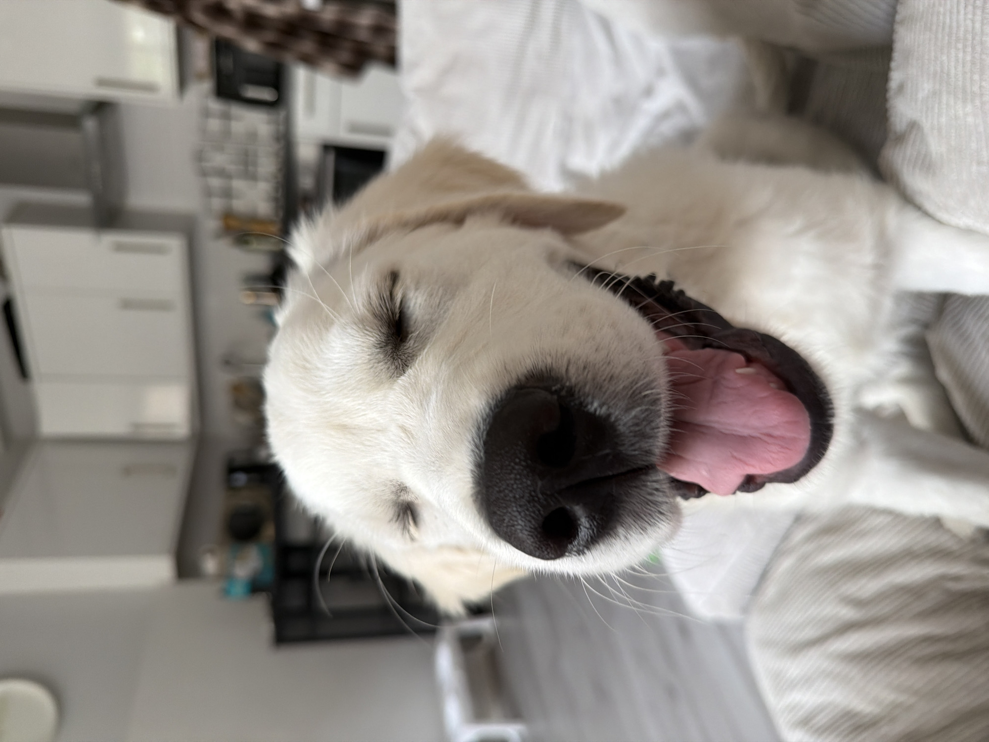 Dog caught yawning on sofa in London