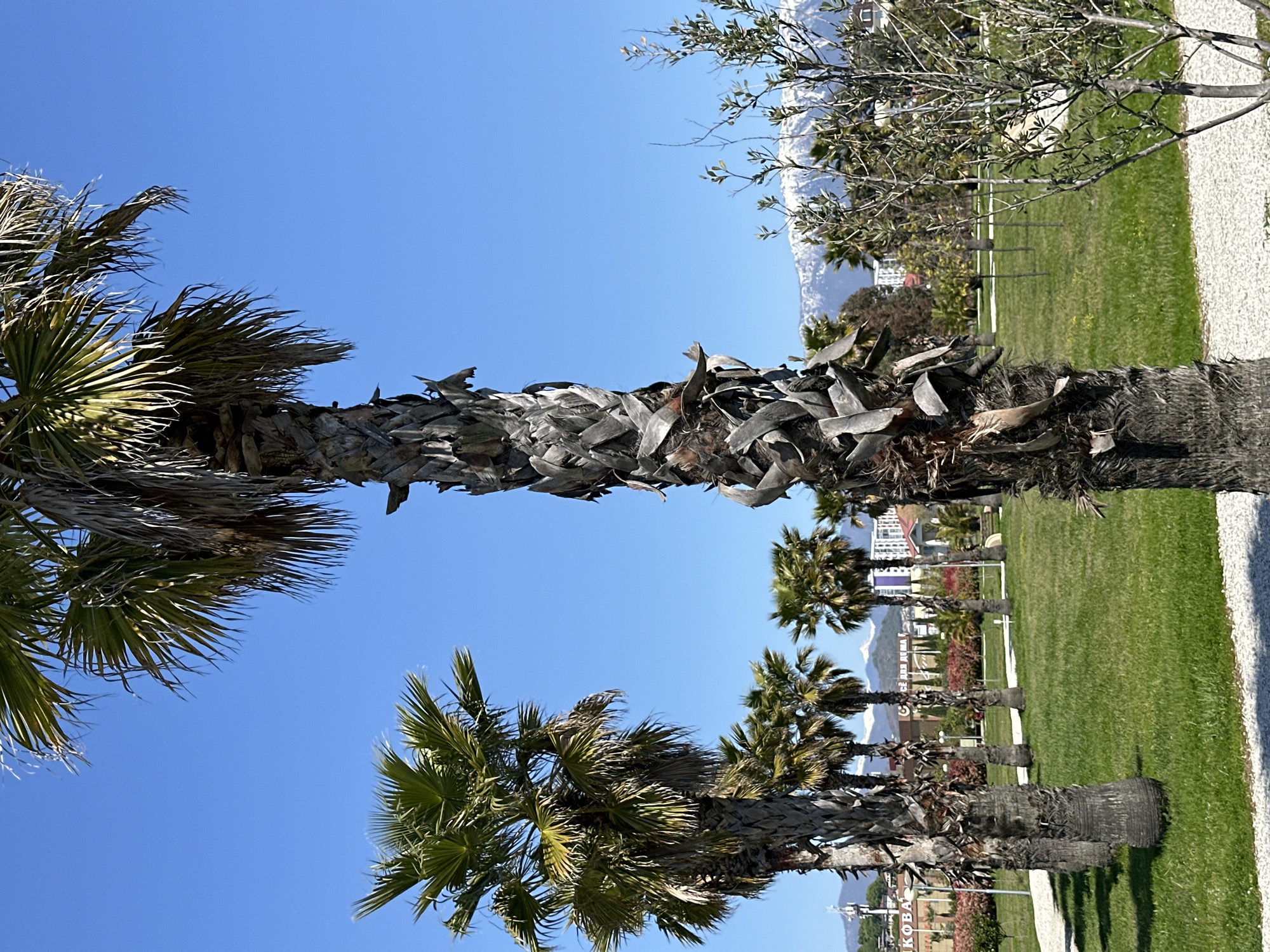 Morning scenes captured in Sirius park with tropical landscaping