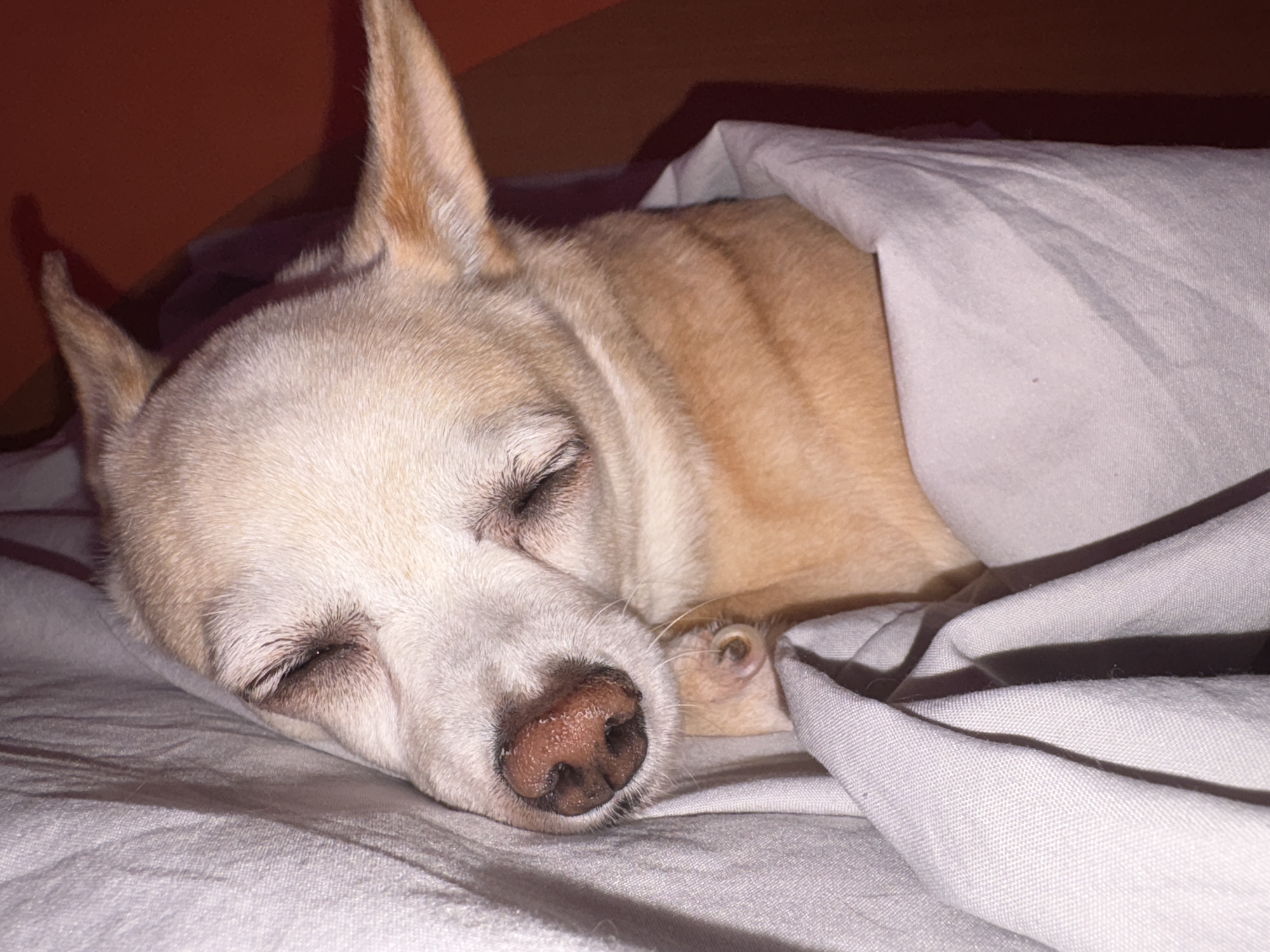 Chihuahua and gray cat chilling at home in Vratsa