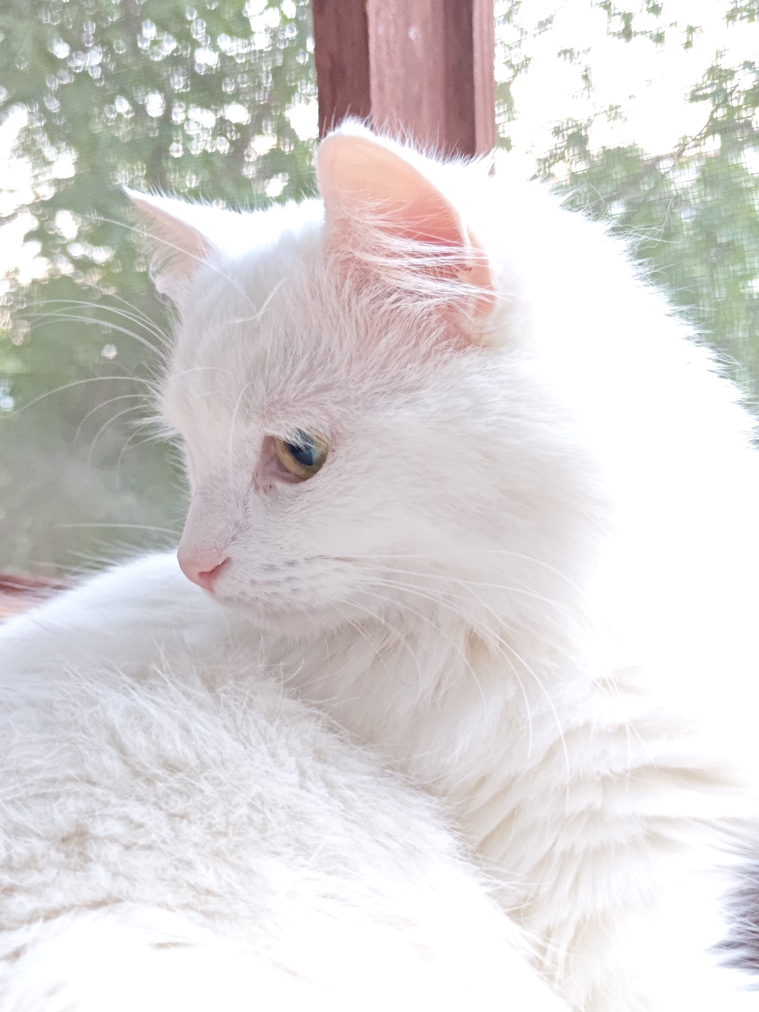 White heterochromatic cat at a window in Odesa